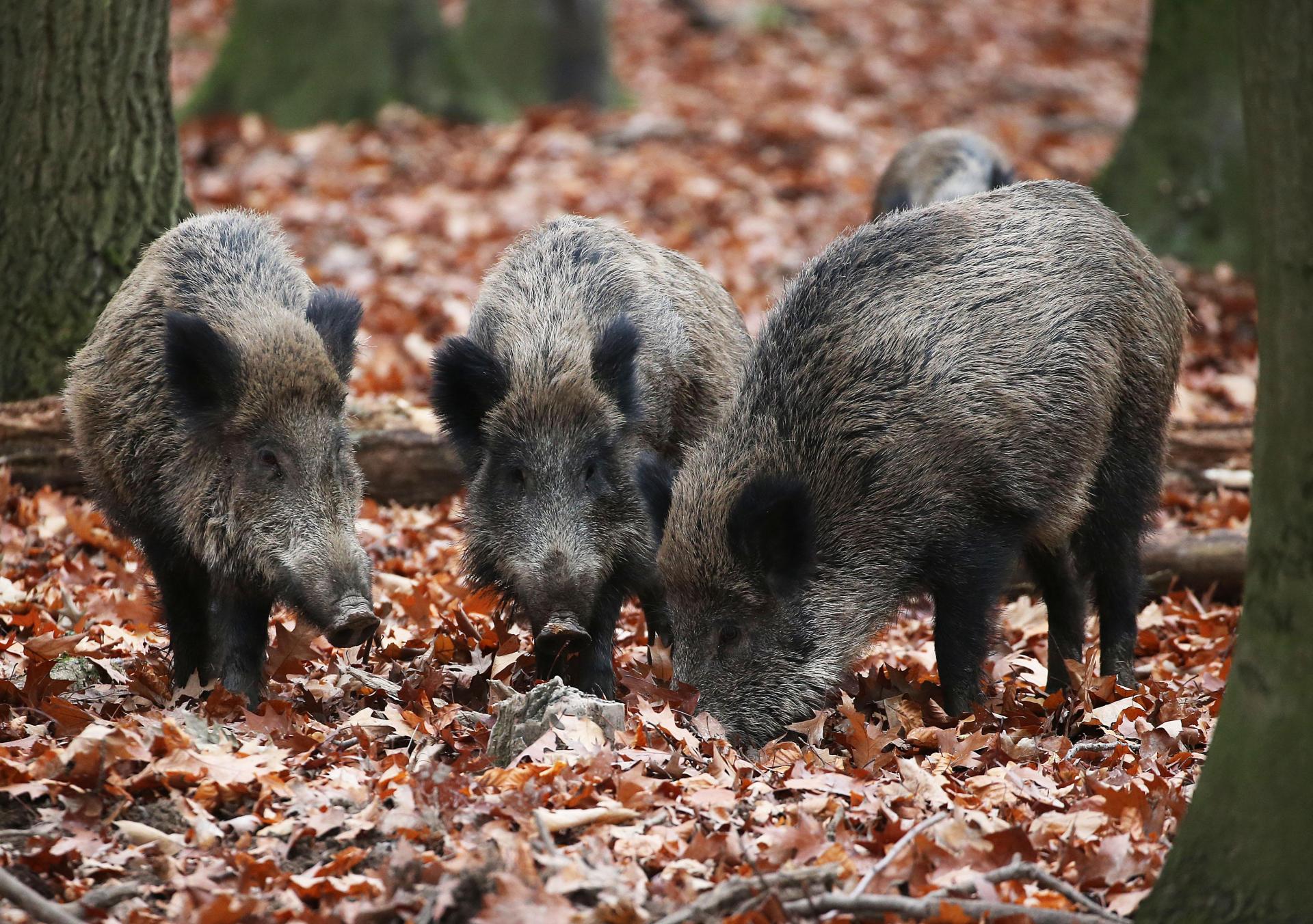 Eine 24-Jährige aus Hessen ist in der Nacht auf Dienstag von Wildschweinen umringt worden und rief die Polizei. (Symbolbild: Oliver Berg/dpa)