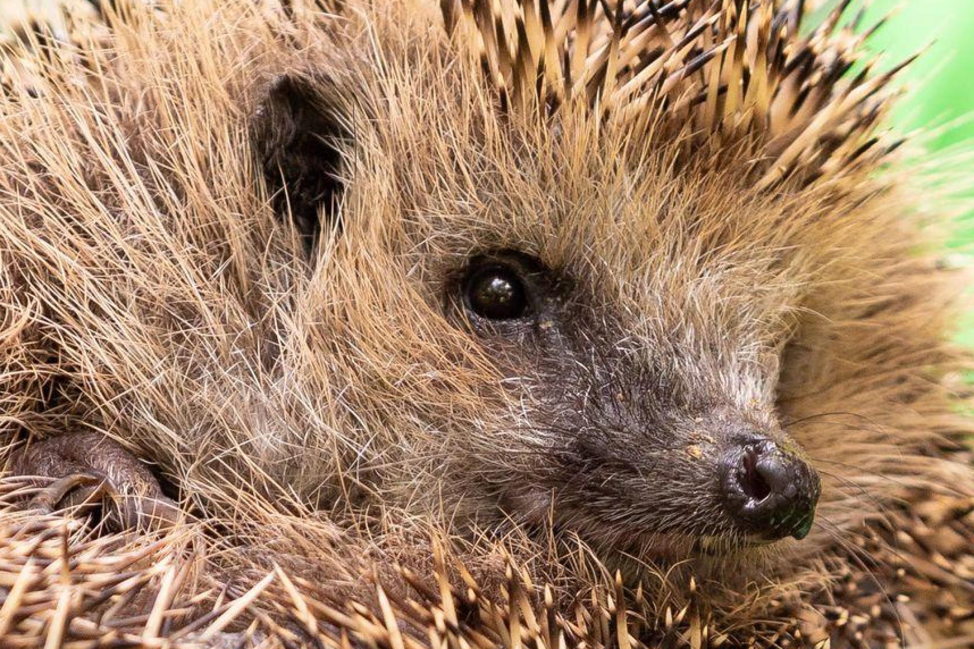 Wenn es wieder milder wird, werden die Igel im Frühjahr wieder aktiv - im Alltag drohen den stacheligen Wildtieren wegen der Menschen viele Gefahren. (Archivbild) (Bild: Moritz Frankenberg/dpa)