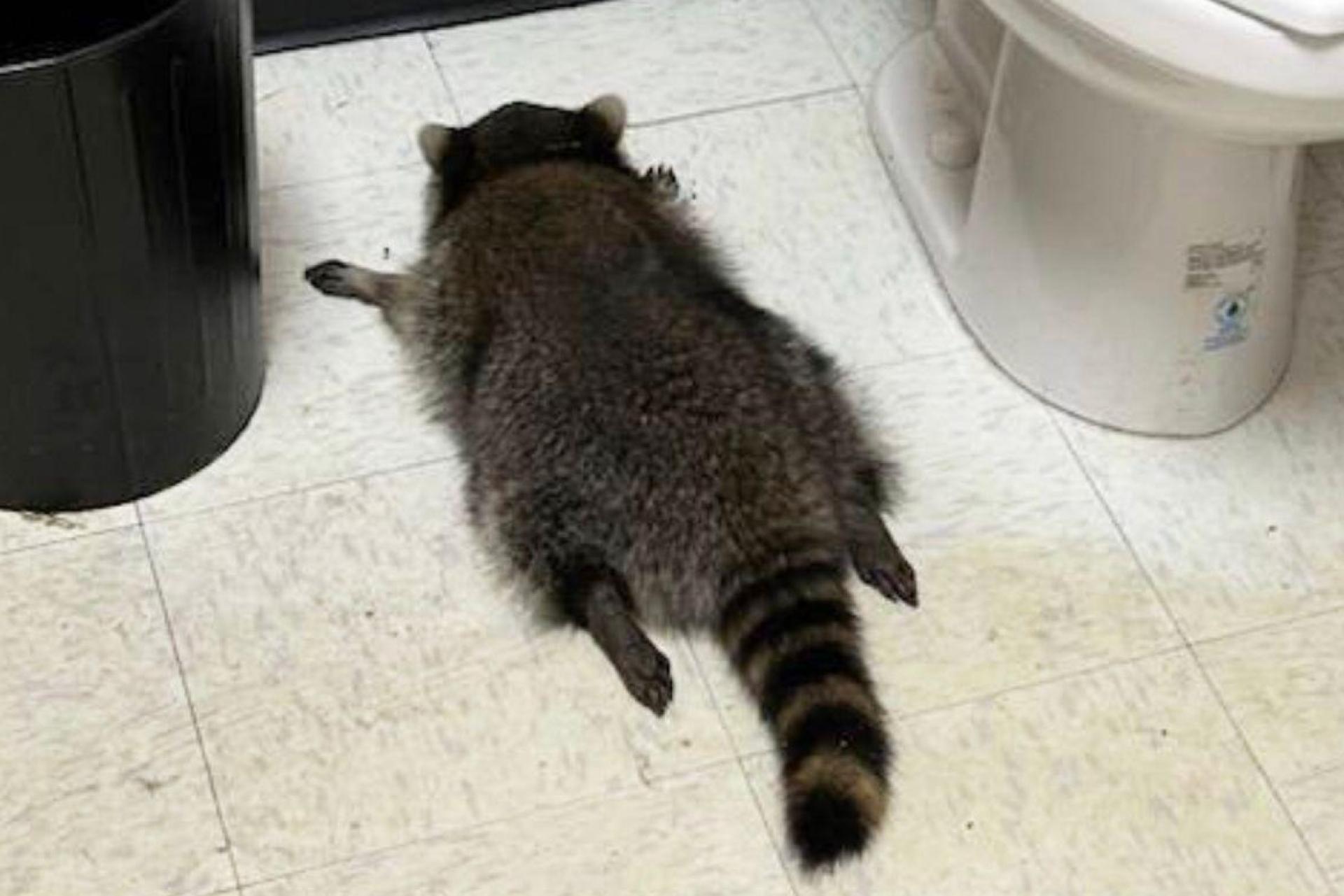 Nach seiner Spritztour war erst einmal Ausnüchterung angesagt, bevor der Waschbär zurück in die Wildnis durfte. (Handout). (Bild: Uncredited/Hanover County Protection/AP/dpa)