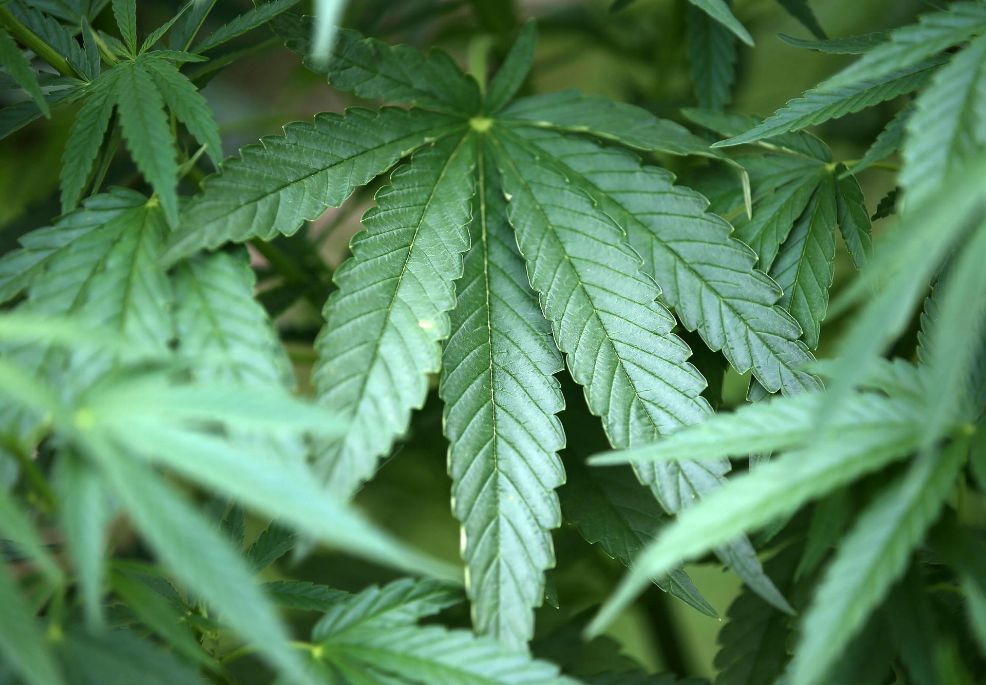 Woher kommen die über 700 Cannabispflanzen auf einem Leipziger Spielplatz? Eine Frage, die nun auch die Polizei beschäftigt.  (Symbolbild: Oliver Berg)