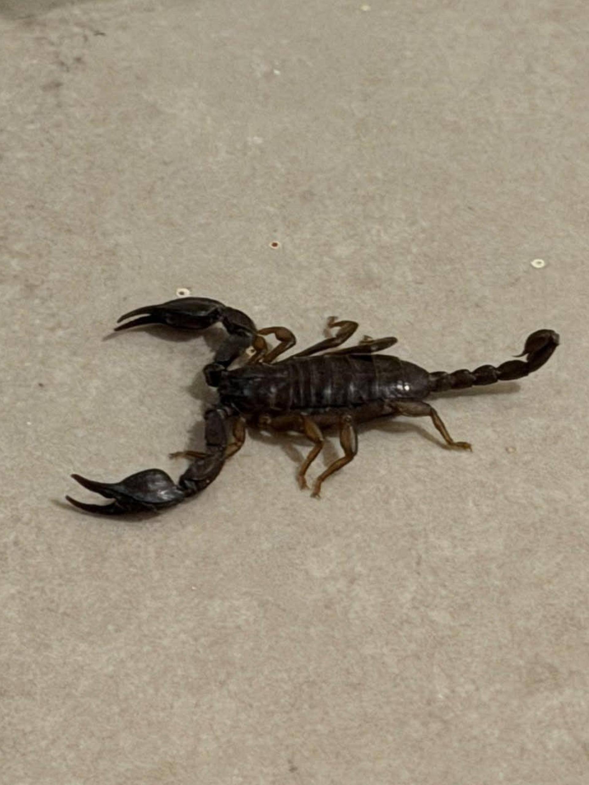 Ein Amberger Ehepaar entdeckt in ihrer Tiefgarage einen Skorpion.  (Bild: Stefan Dürbeck)