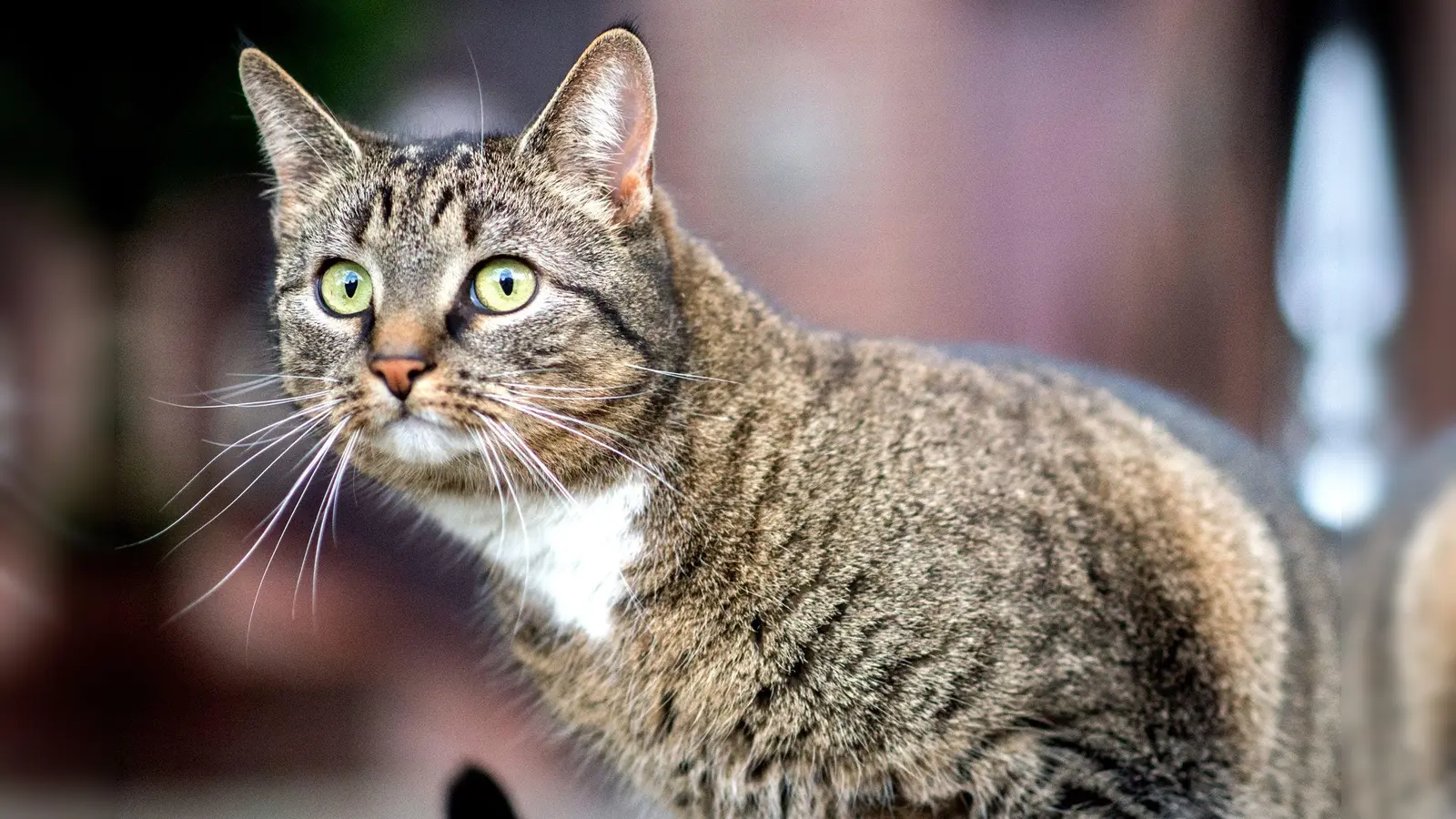 Ein Streit zwischen zwei Frauen in Wackersdorf über Katzenbesuche eskaliert. (Symbolbild: Hauke-Christian Dittrich/dpa)
