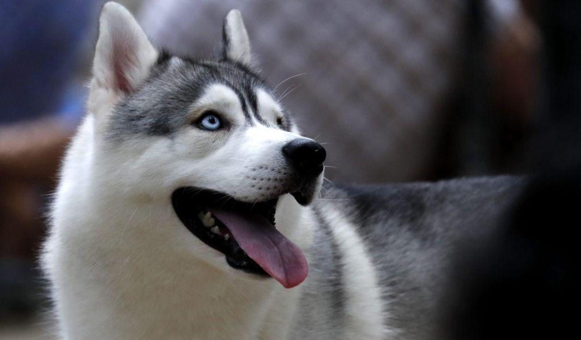 Ein Paketzusteller wurde in Ebermannsdorf von einem Husky gebissen und musste im Krankenhaus behandelt werden. (Symbolbild: Barbara Walton/dpa)