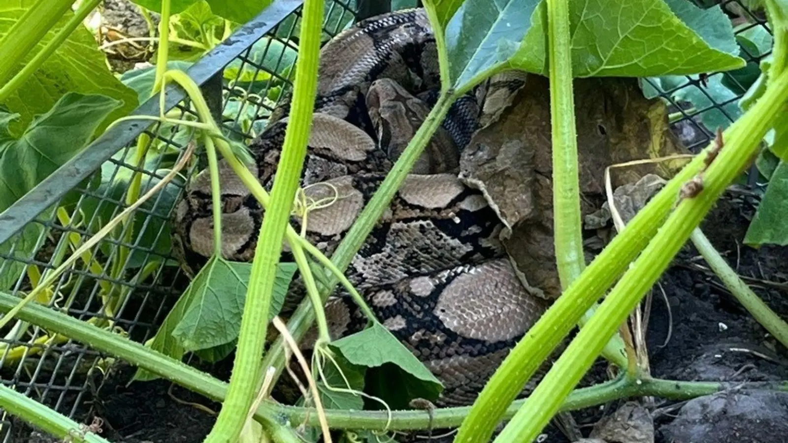 Wie das Tier in den Garten gelangen konnte, ist noch unklar.  (Bild: Kreispolizeibehörde Herford/dpa)