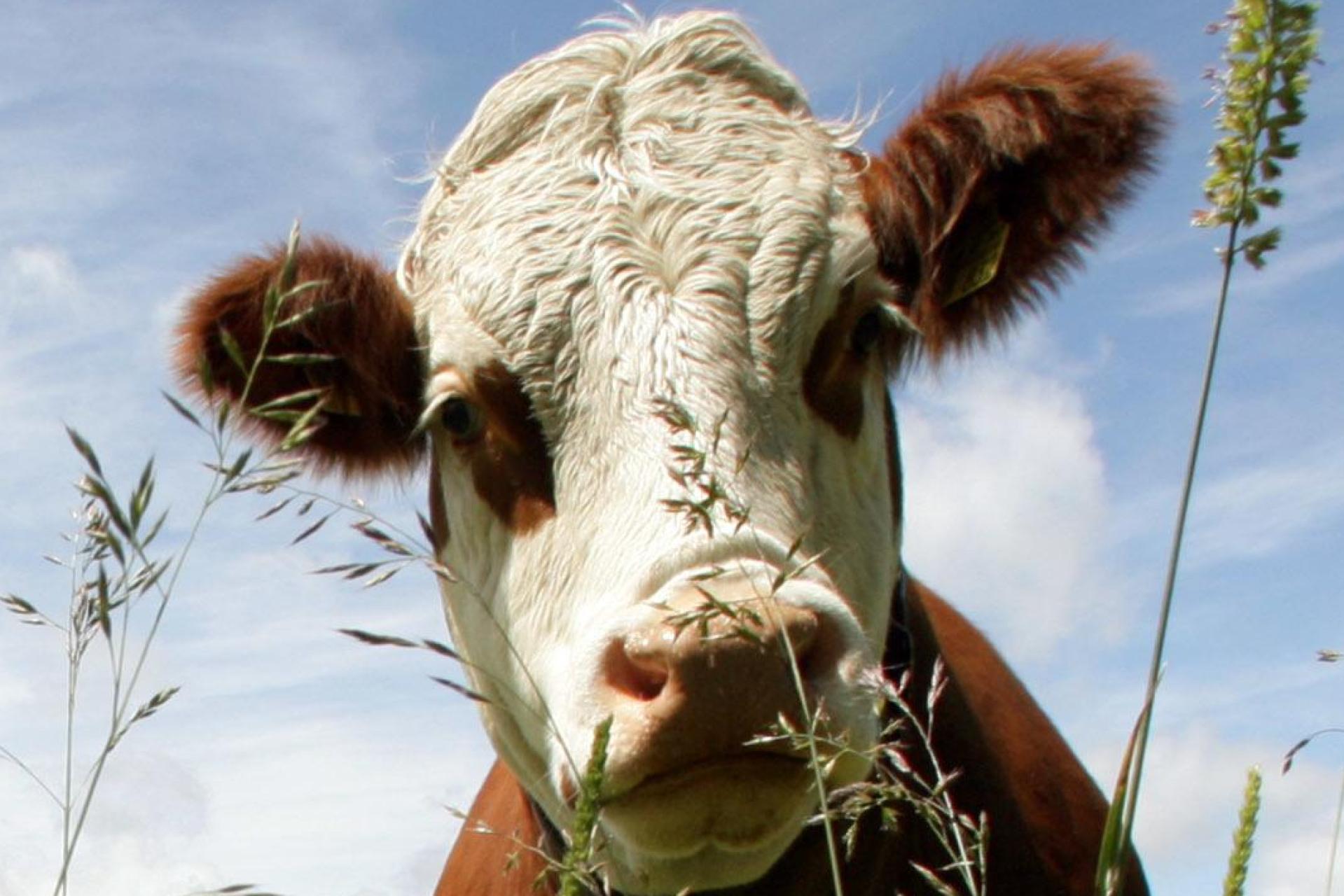  Eine rot-weiß gescheckte Kuh steht auf einer Wiese. In Neuenschwand sind bis zu vier Rinder von einer Weide entkommen.  (Bild: Peter Kneffel/dpa)