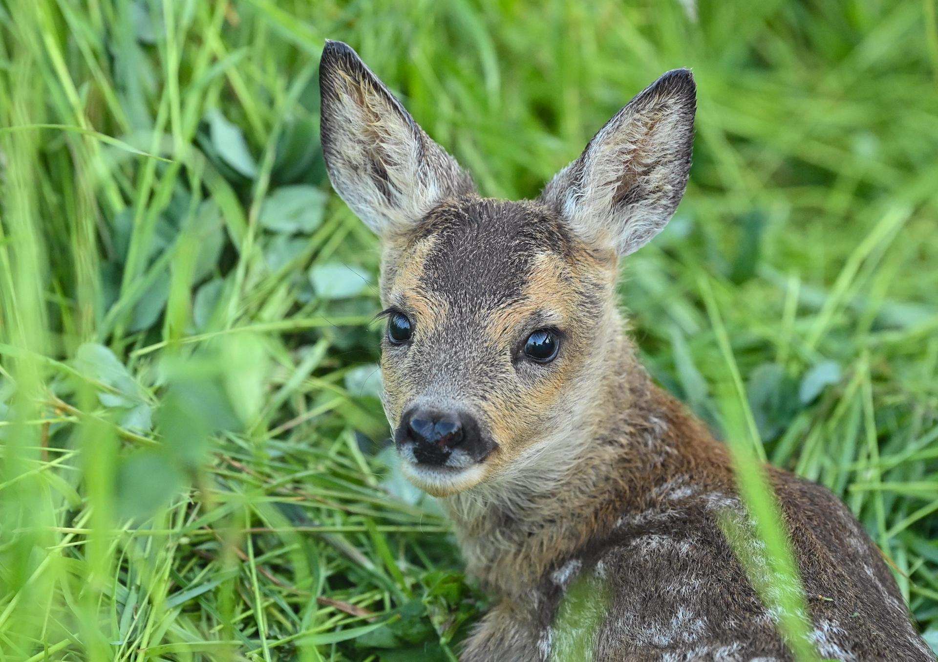 In Sulzbach-Rosenberg wurden zwei Rehkitze bei Mäharbeiten auf einer Wiese verletzt. Eine Drohnenabsuche war nicht erfolgt. (Symbolbild: Patrick Pleul)