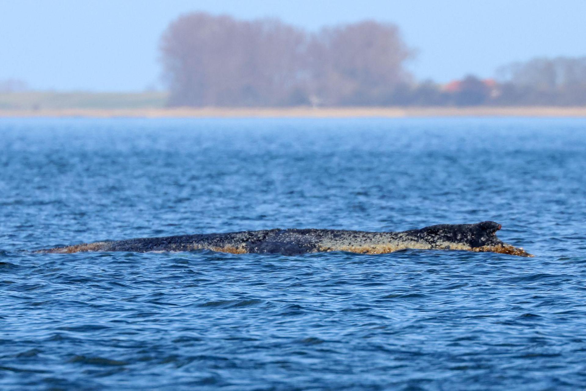 Der Buckelwal braucht Ruhe. (Bild: Bodo Marks/dpa)
