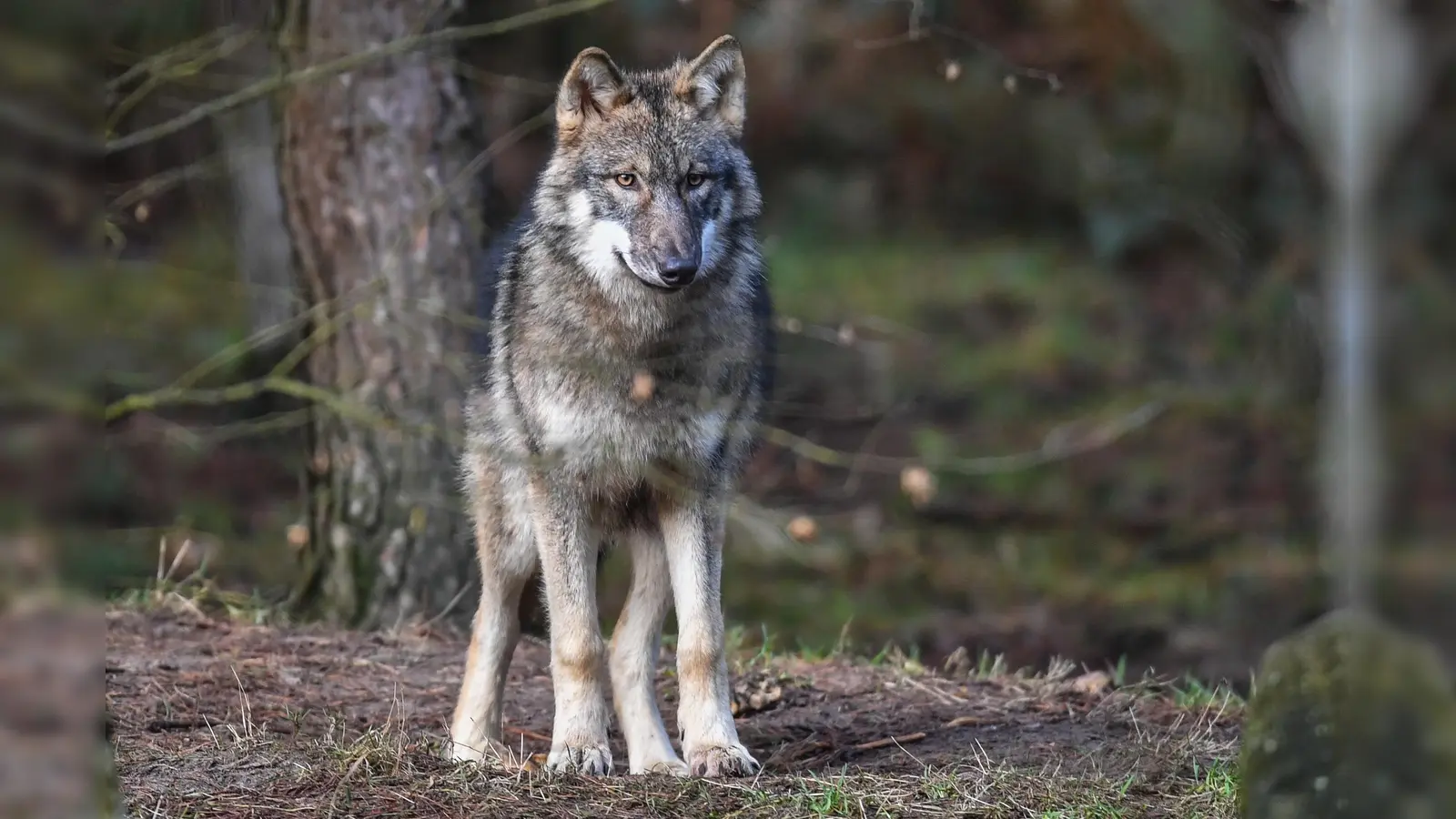 Ein toter Jungwolf wurde im Staatsforst Kitschenrain bei Troschenreuth entdeckt. Die Polizei ermittelt wegen eines möglichen Verstoßes gegen das Naturschutzgesetz. (Symbolbild: Patrick Pleul/dpa )