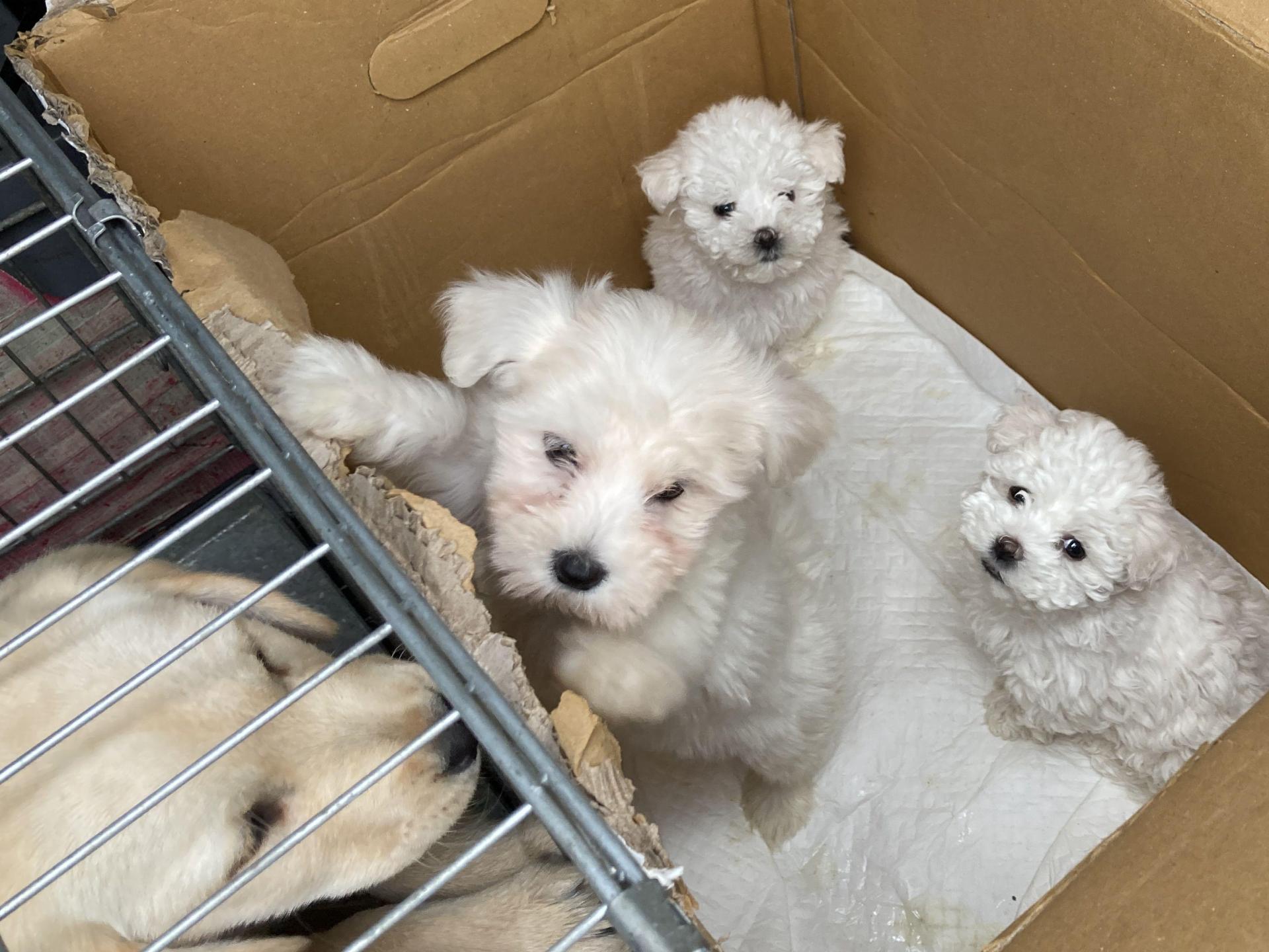 Fünf Hudewelpen wurden in einem rumänischen Transporter gefunden. (Bild: Polizeiinspektion Furth im Wald)
