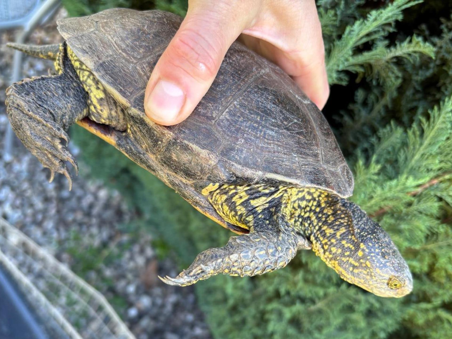 Am Rußweiher in Eschenbach ist eine Schildkröte gefunden worden. Es ist eine Europäische Sumpfschildkröte. Höchstwahrscheinlich hatte jemand das Tier ausgesetzt. (Bild: Stadt Eschenbach)