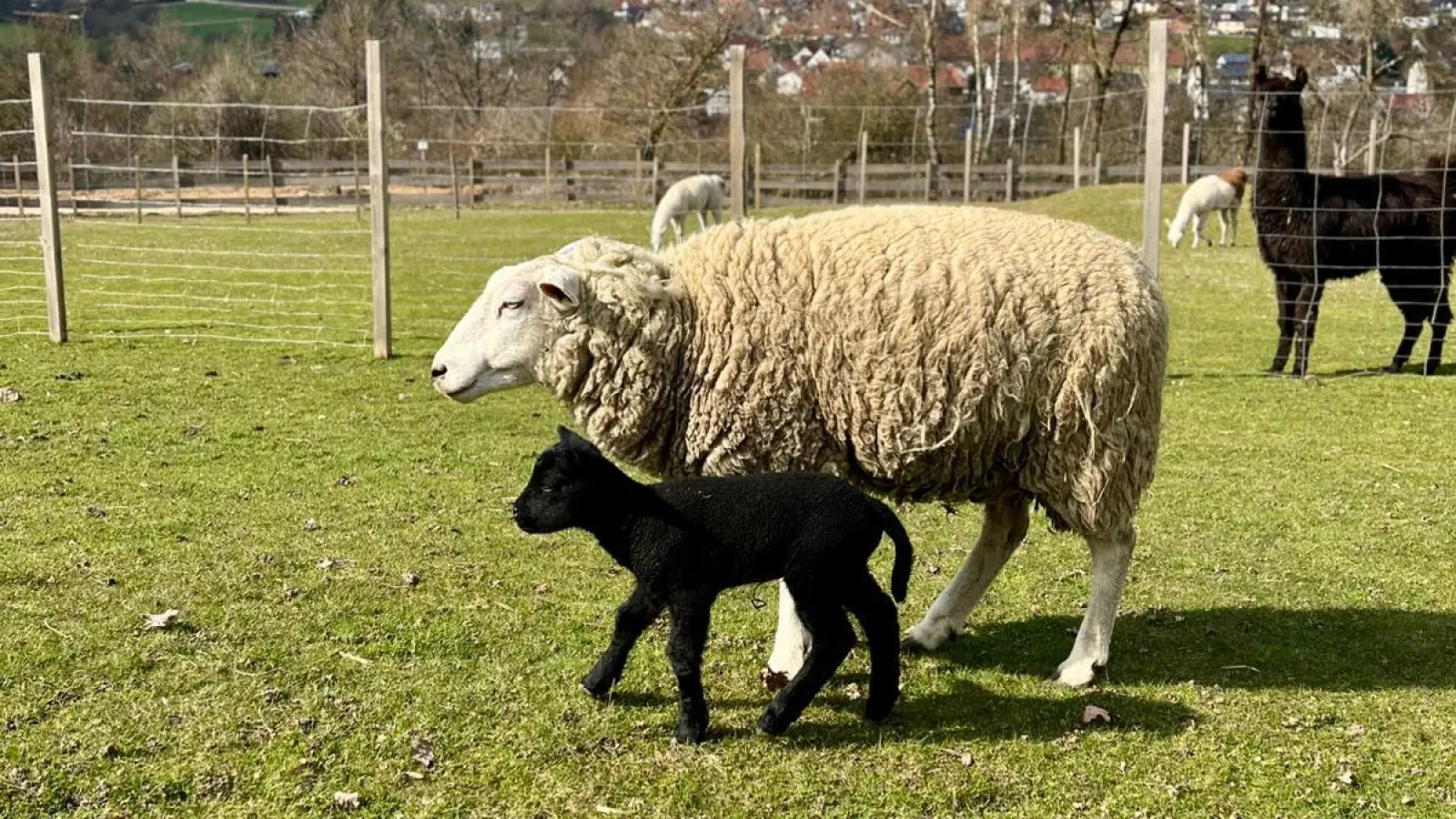 Spaziergang mit Mama auf der Weide: Auf der Schmie-Alm in Freudenberg wurde heuer ein komplett schwarzes Schaf geboren.  (Bild: Martina Schißlbauer)