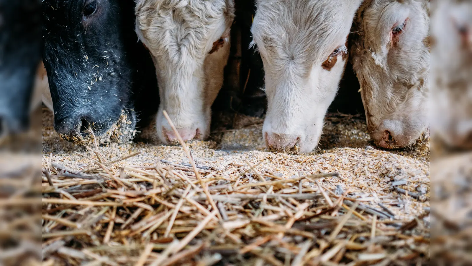 Das Landratsamt beschlagnahmte 33 Tiere von einem Hof im Landkreis Amberg-Sulzbach. (Symbolbild: Fabian Sommer)