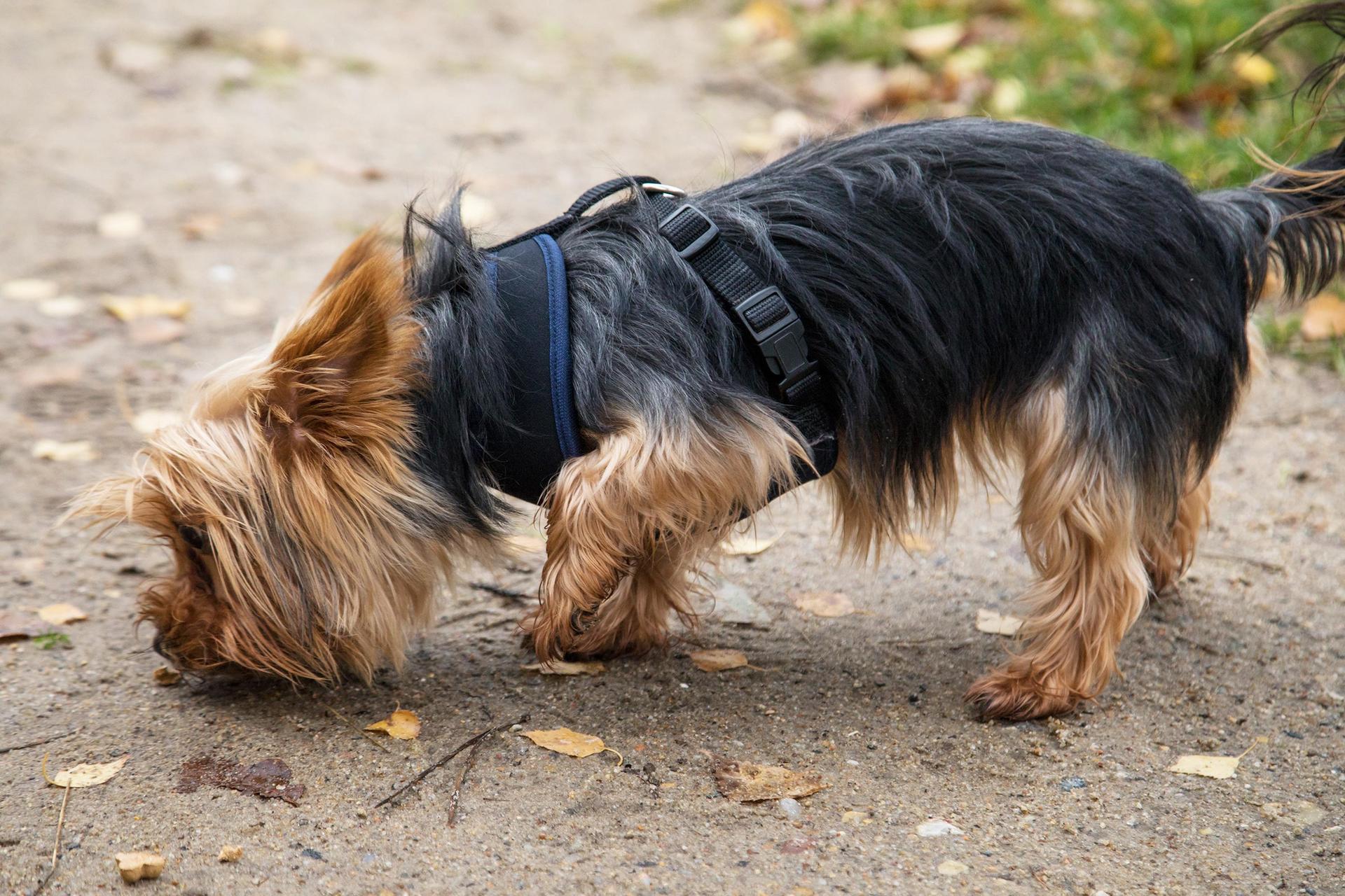 Ein Yorkshire Terrier ist Opfer einer Beißattacke geworden. (Symbolbild: Christin Klose)