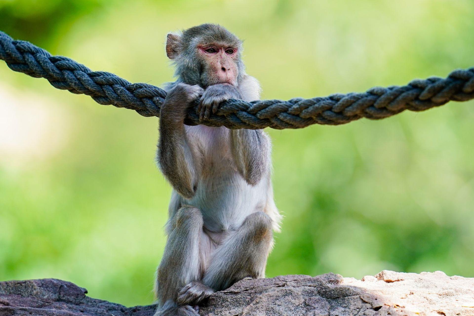 In freier Wildbahn sind Rhesusaffen vor allem in Asien anzutreffen - hierzulande lassen sie sich in Zoos beobachten. (Symbolfoto) (Bild: Uwe Anspach/dpa)
