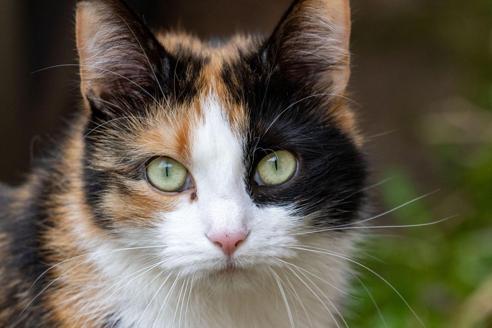 In Kümmersbruck wurde eine Katze aus einem verschlossenen Ferienhaus gerettet. Die Polizei und die Feuerwehr waren im Einsatz. (Symbolbild: Stefan Sauer/dpa)