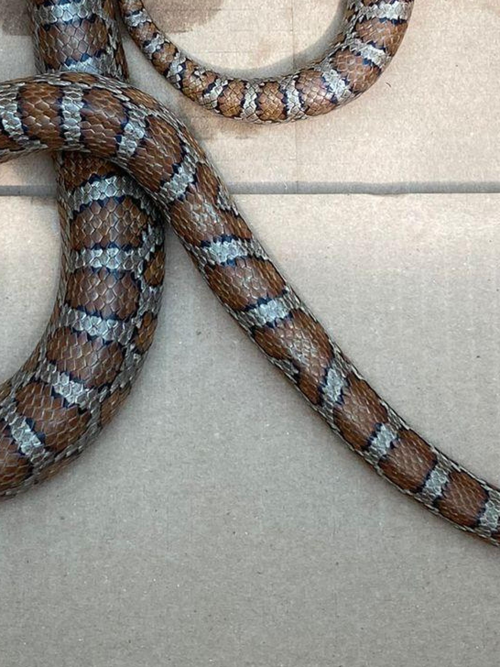 Die in Neustadt gefundene Kornnatter.  (Bild: Polizeiinspektion Neustadt/WN)