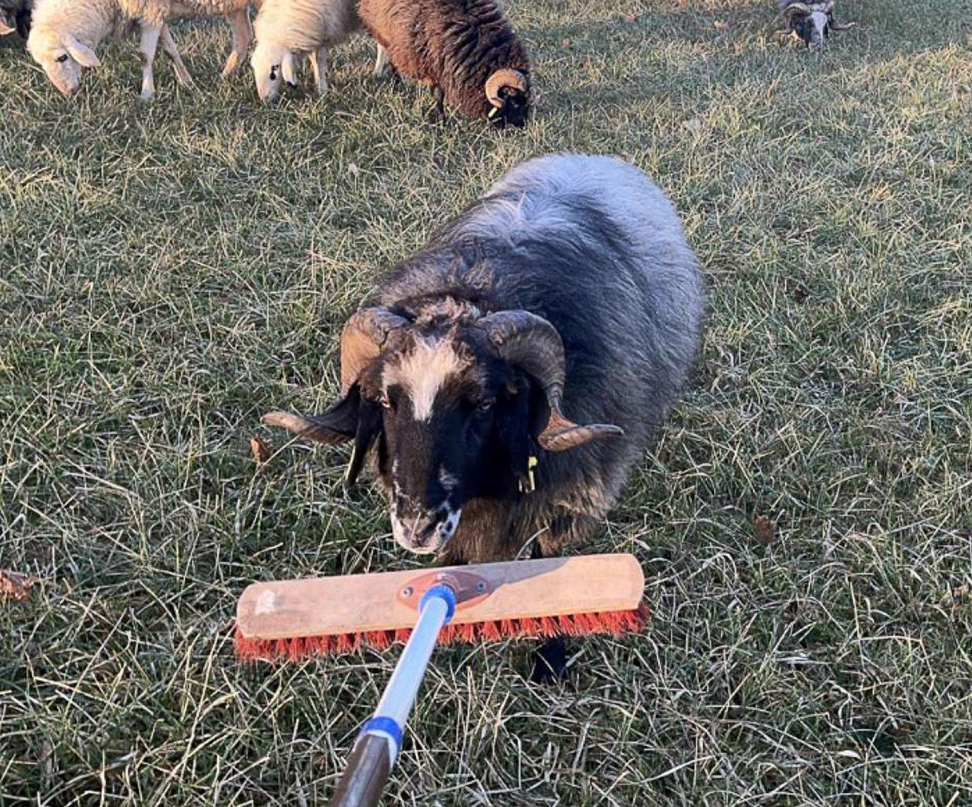 Bis zum Eintreffen des Eigentümers kümmerte sich die Polizei um die Tiere. (Bild: -/Polizeiinspektion Pegnitz/dpa)