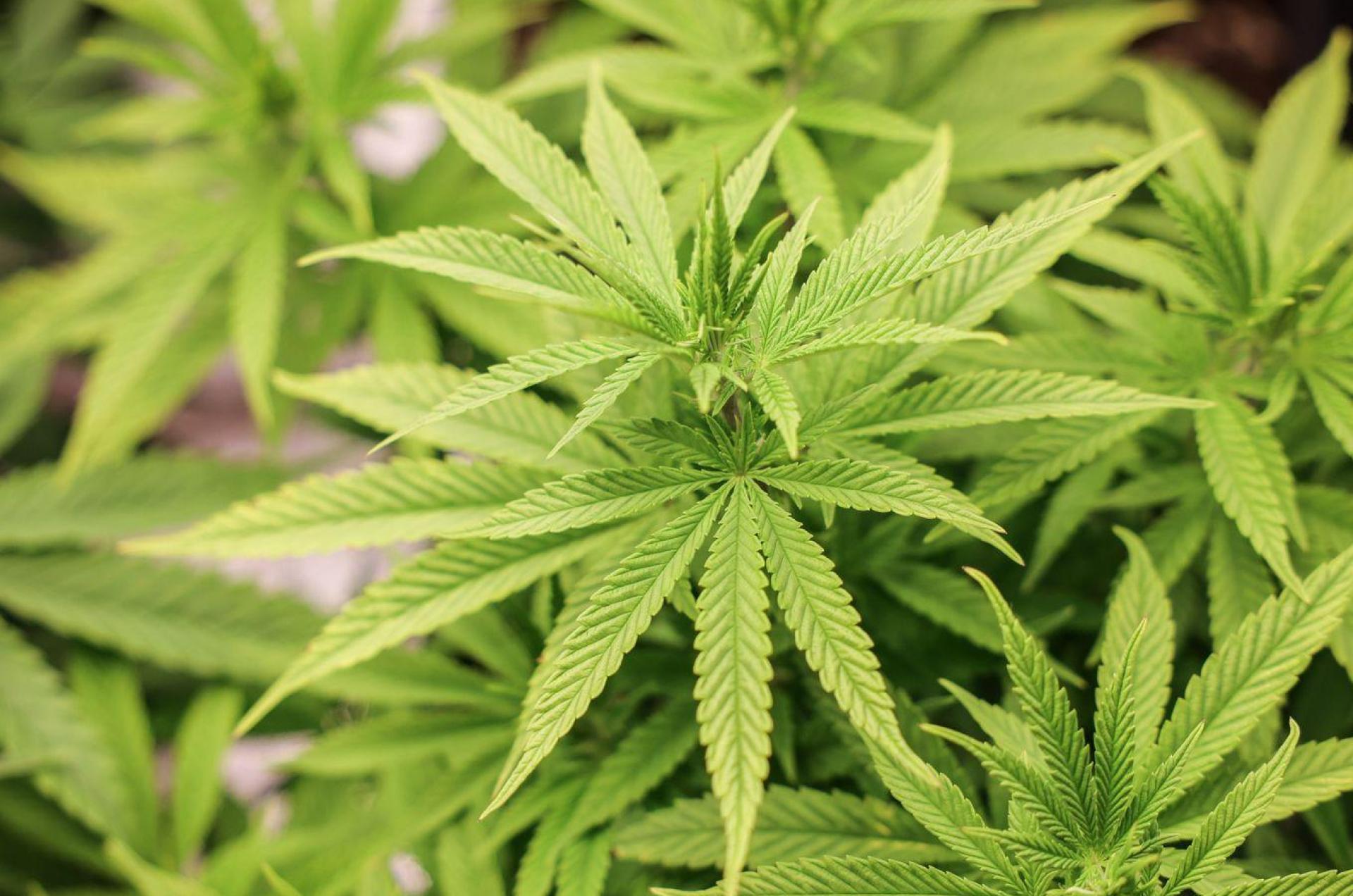 Die Polizei fand in einer Gärtnerei rund 400 Cannabispflanzen. (Symbolbild) (Bild: Christian Charisius/dpa)