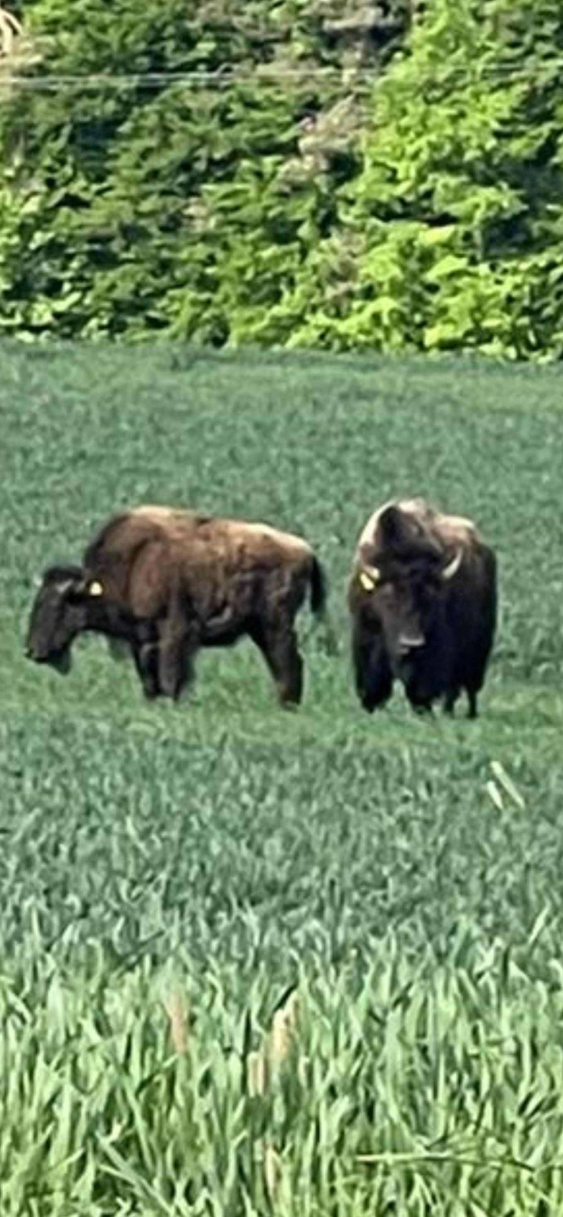 Zwei entlaufene Bisons lösten am Freitagmorgen bei Königstein einen Großeinsatz aus.<br> (Bild: Polizeiinspektion Auerbach)