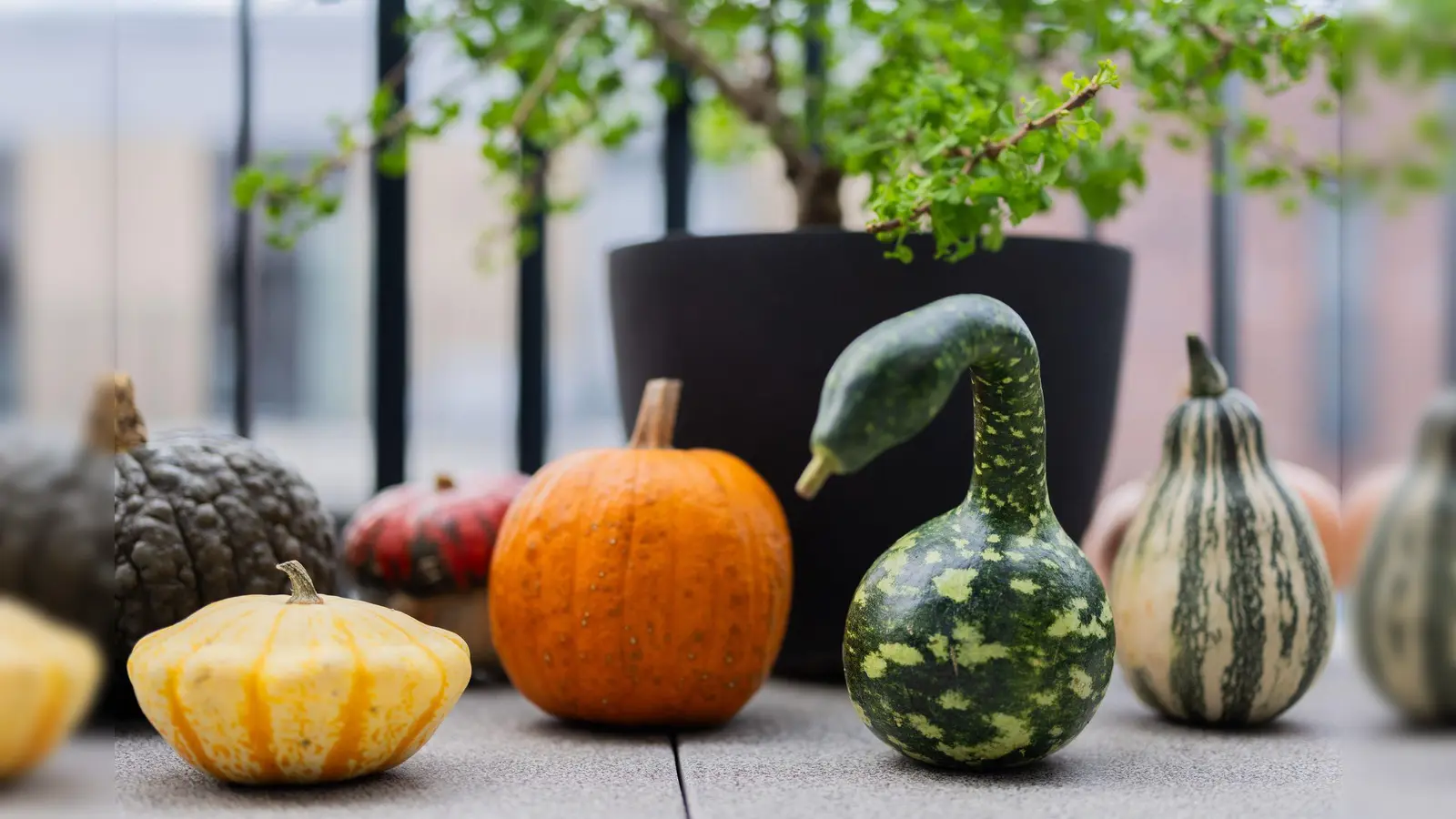 Der Kürbis hat viele Formen: Verschiedene bunte Kürbisse liegen auf einem Balkon. (Symbolbild: Rolf Vennenbernd/dpa)