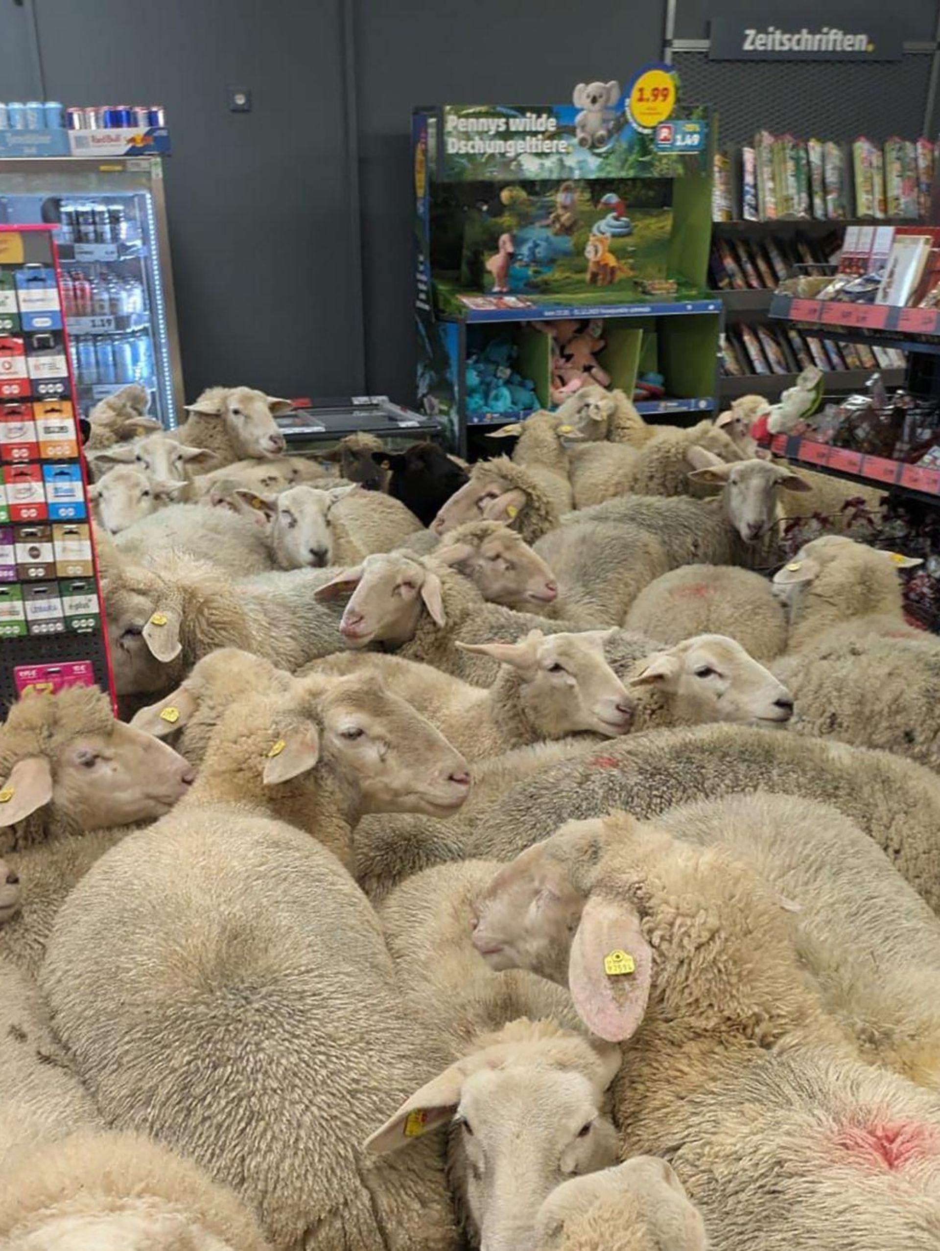 Rund 50 Schafe statteten einem Supermarkt einen Besuch ab - der macht daraus Werbung. (Handout) (Bild: -/REWE Group/dpa)