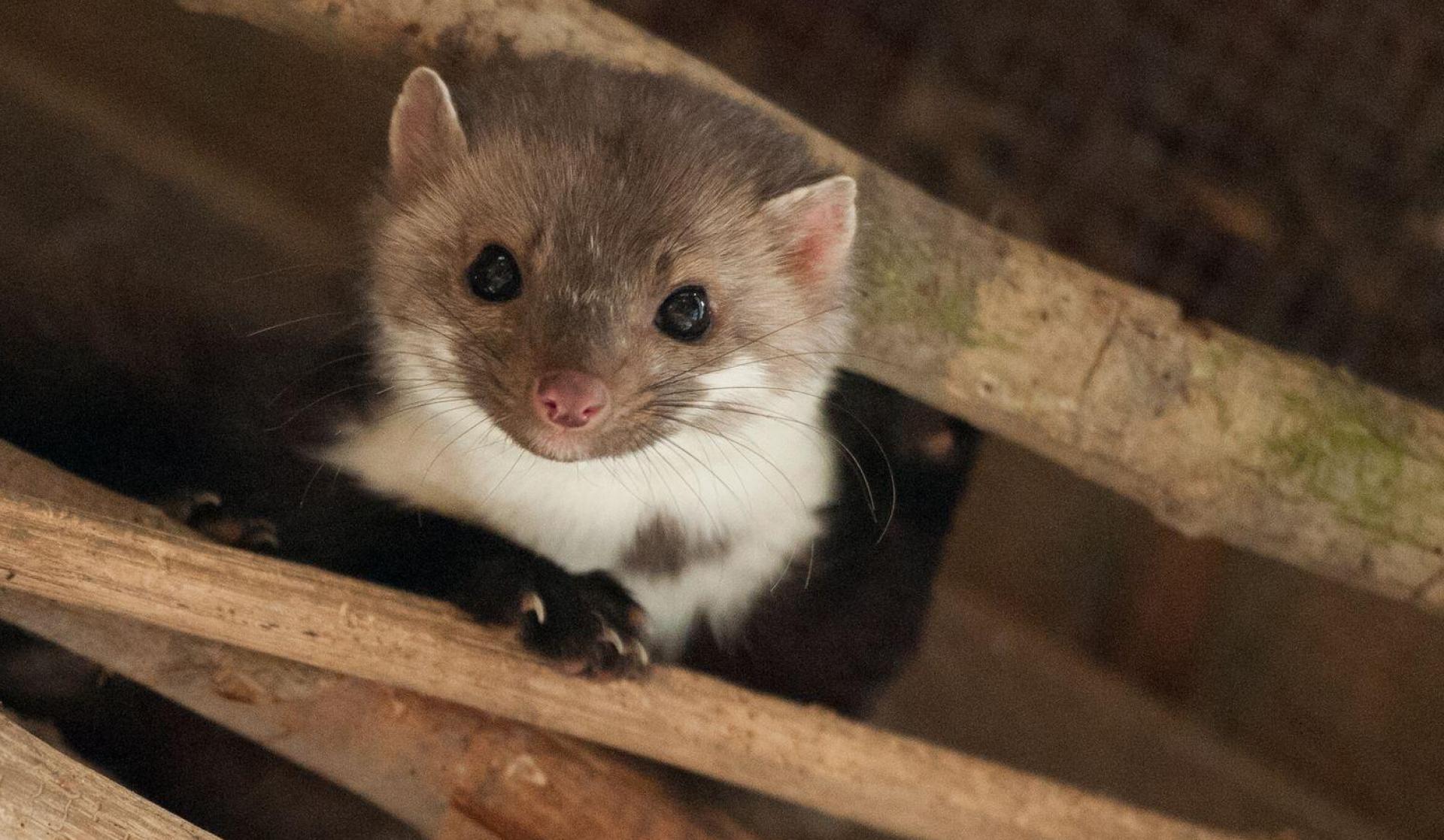 Überraschung: Die Feuerwehr rettete keine Katze, sondern ein Marderbaby. (Symbolbild) (Bild: Philipp Schulze/dpa/dpa-tmn)