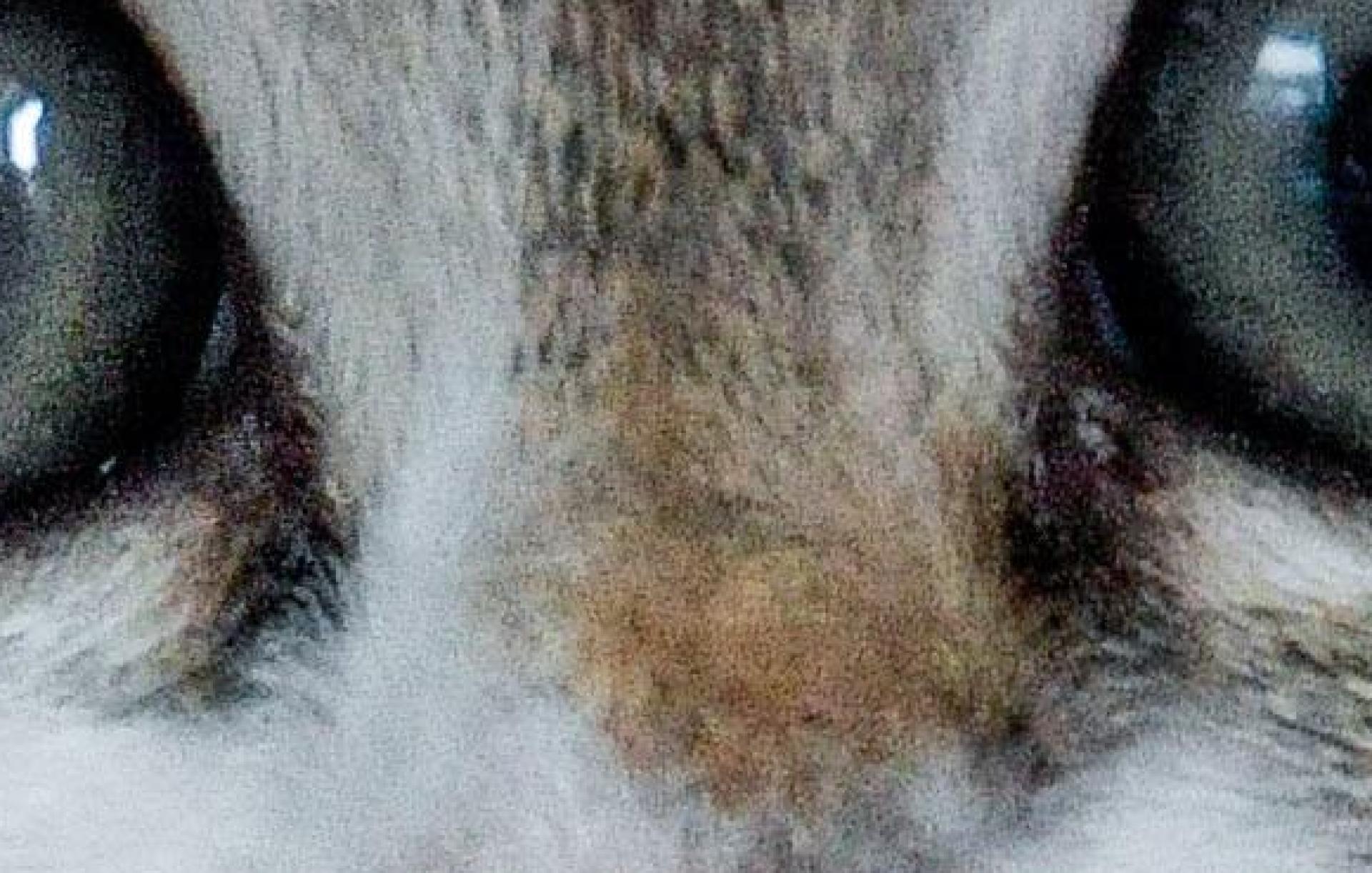 In Weigendorf hat ein Vermieter nach der Räumung eines Hauses Katzenbabys gefunden: Zwei waren bereits tot, ein weiteres verstarb auf dem Weg zum Tierarzt. (Symbolbild: Axel Heimken/dpa)