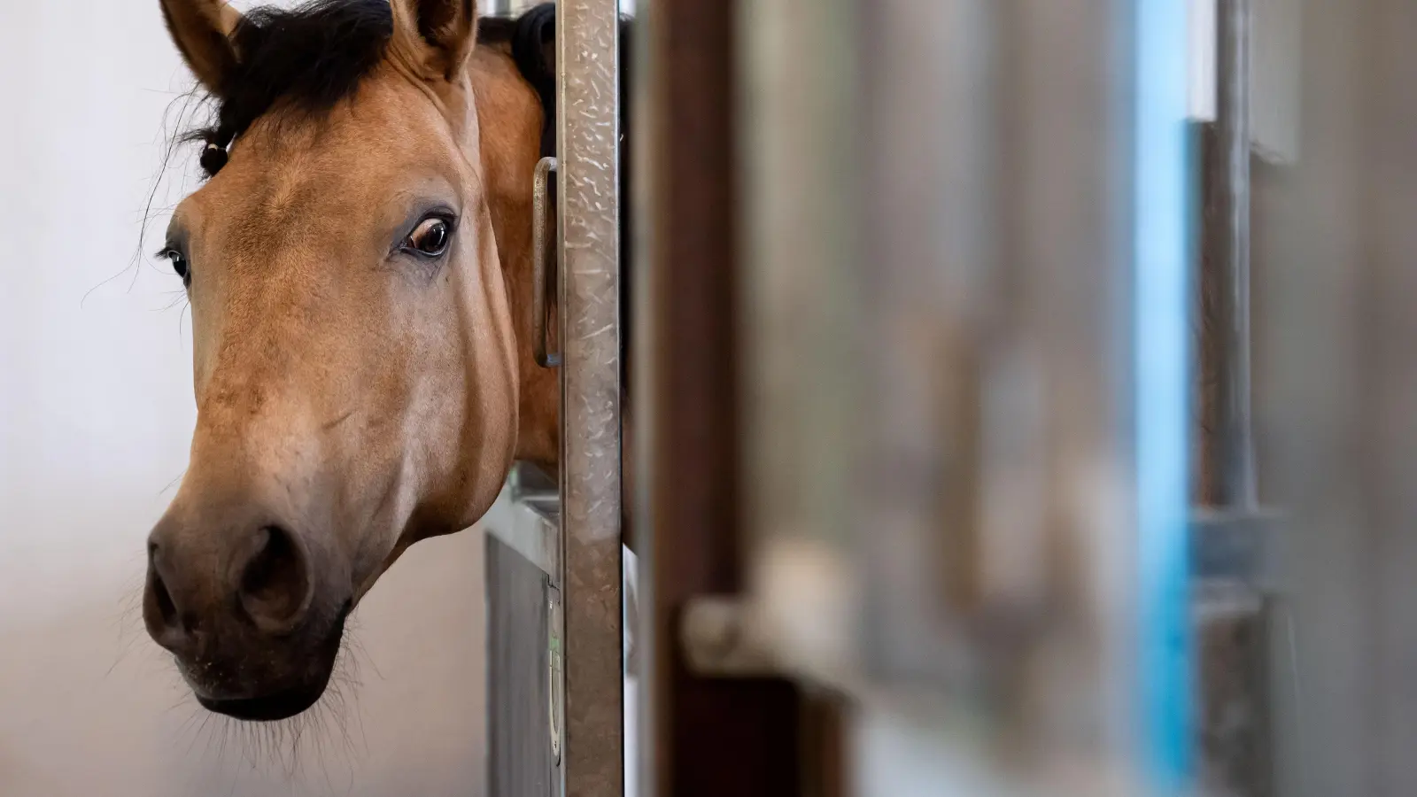 Eine Reiterin in Rieden wurde von ihrem Pferd getreten und erlitt Verletzungen. (Symbolbild: Boris Roessler/dpa)