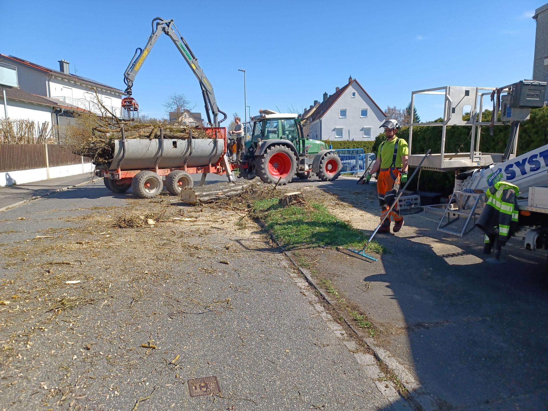 Die Robinie in der Katharinenfriedhofstraße in Amberg wurde aus Sicherheitsgründen gefällt.  (Bild: Thomas Penzkofer)