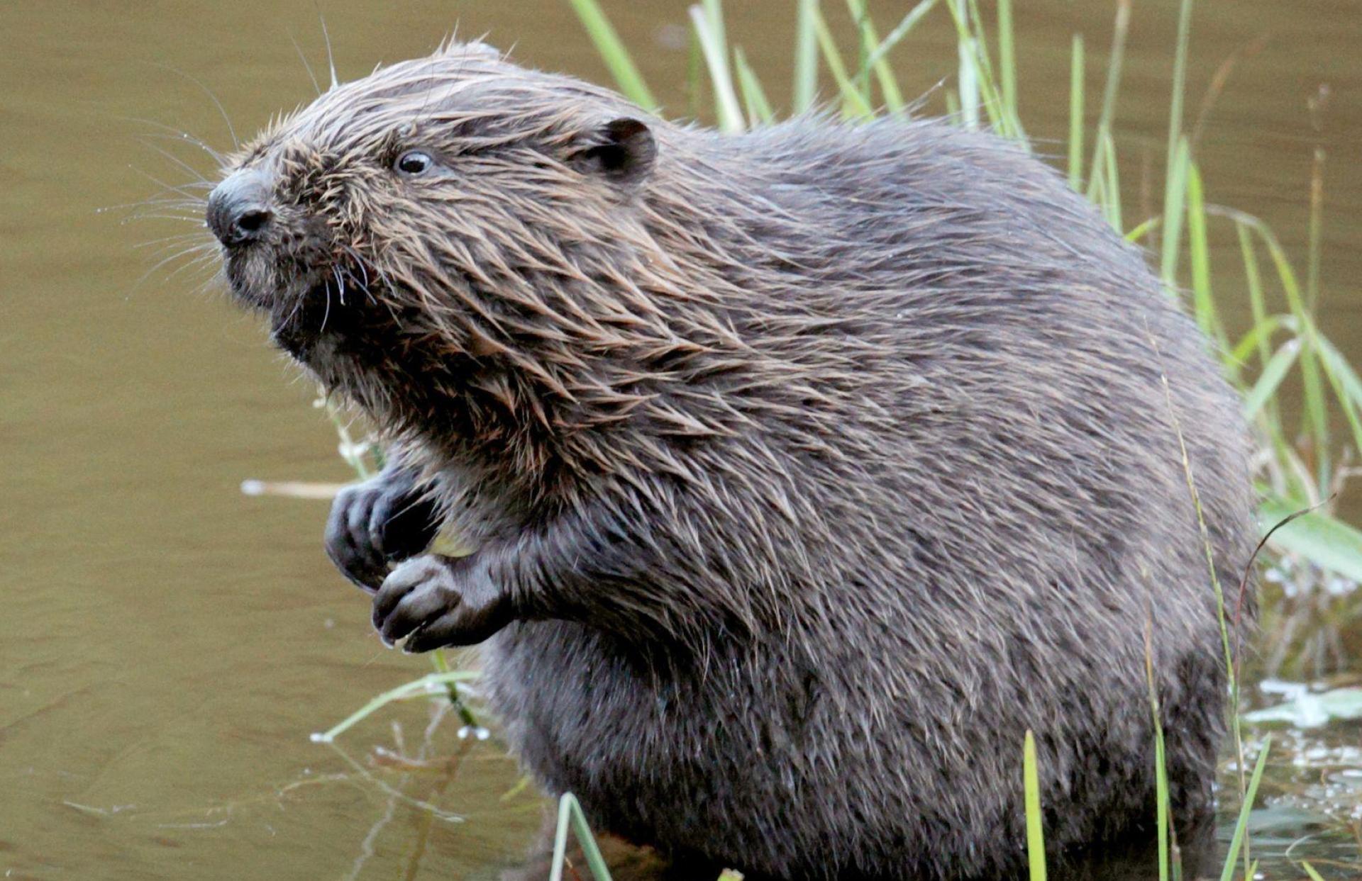 Ein Auto erfasste bei Ensdorf einen Biber. Das Tier starb bei der Kollision. (Symbolbild: Felix Heyder/dpa)