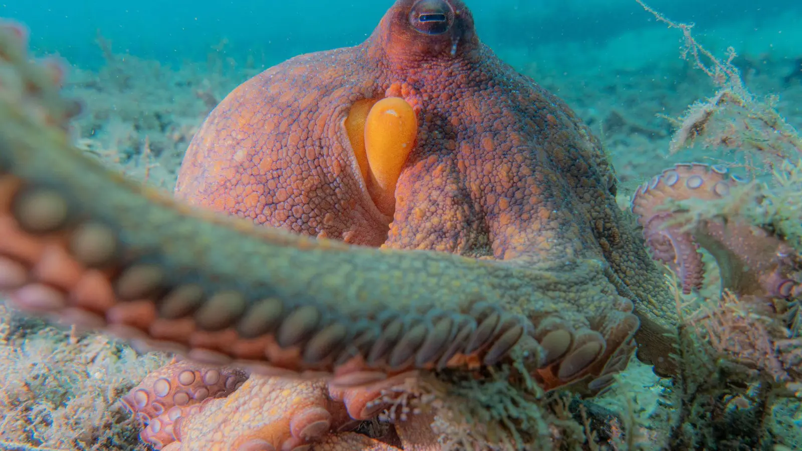 Oktopusse setzen nicht all ihre acht Arme gleichermaßen ein. (Bild: Chelsea Bennice/Florida Atlantic University/dpa)