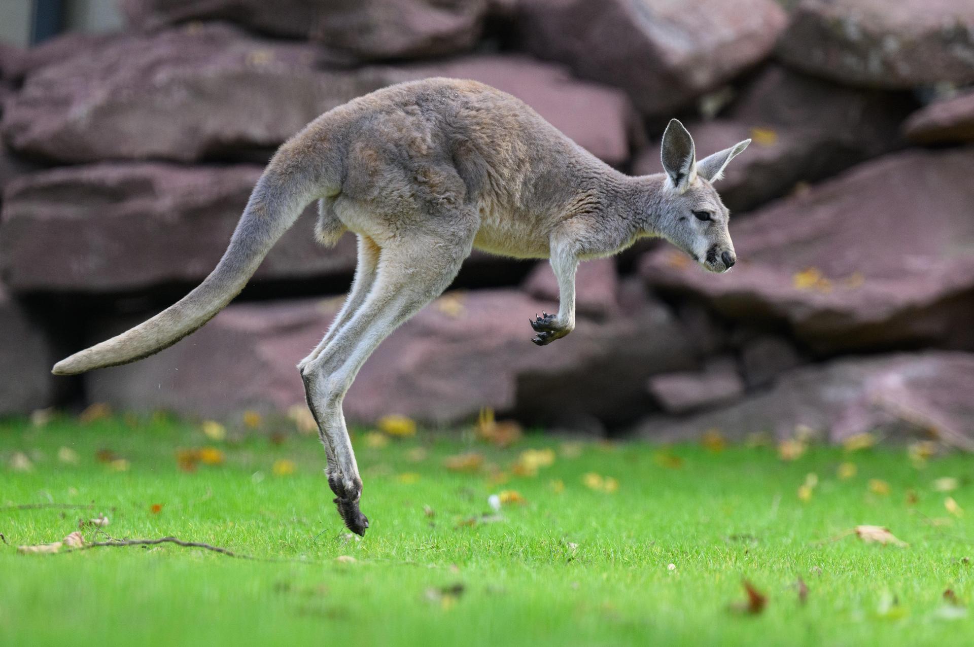 Der Zoo in Hof vermisst Känguru Willi. (Symbolbild: Robert Michael)