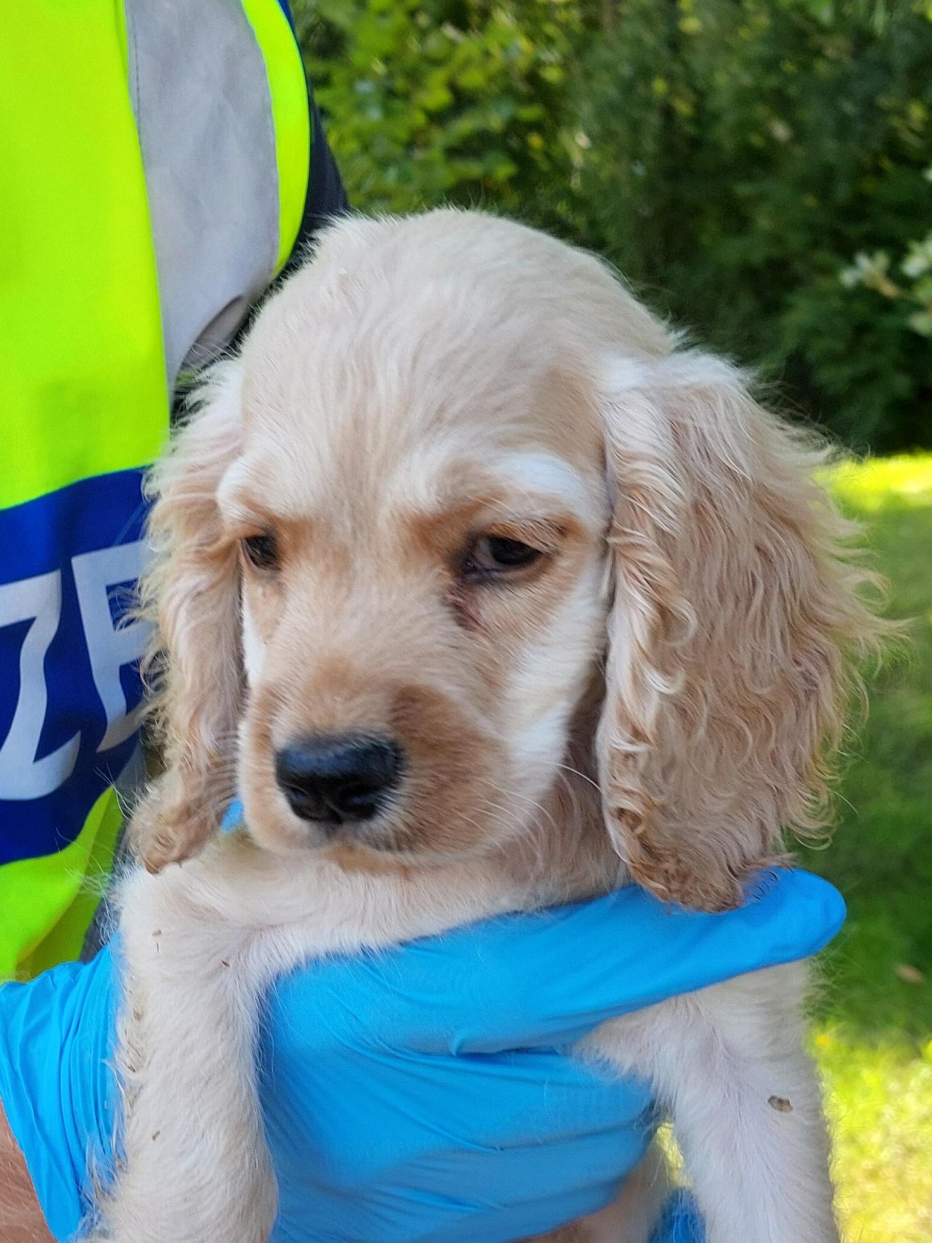 Einer der fünf Hundewelpen, die bei einer Kontrolle auf der A 6 sichergestellt wurden. (Bild: Bundespolizei)