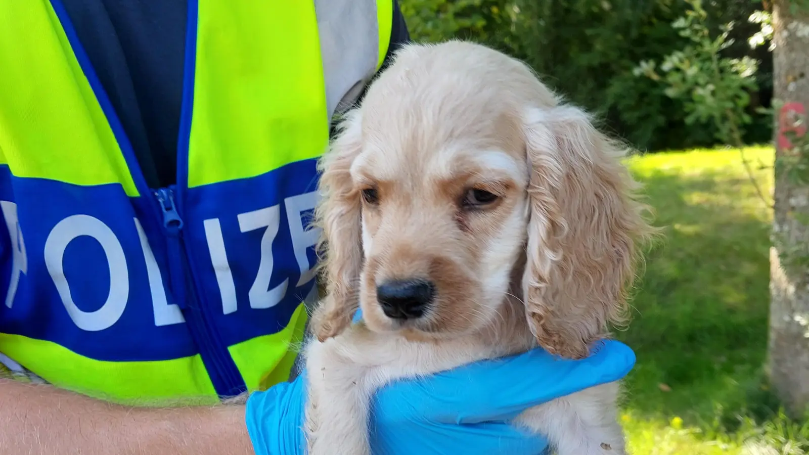 Einer der fünf Hundewelpen, die bei einer Kontrolle auf der A 6 sichergestellt wurden. (Bild: Bundespolizei)