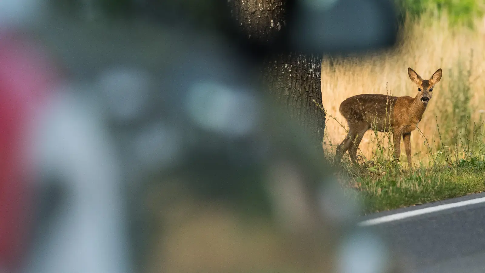 Eine Frau hat einen Wildunfall zu spät gemeldet. Nun droht ein Bußgeld.  (Bild: Patrick Pleul/dpa)