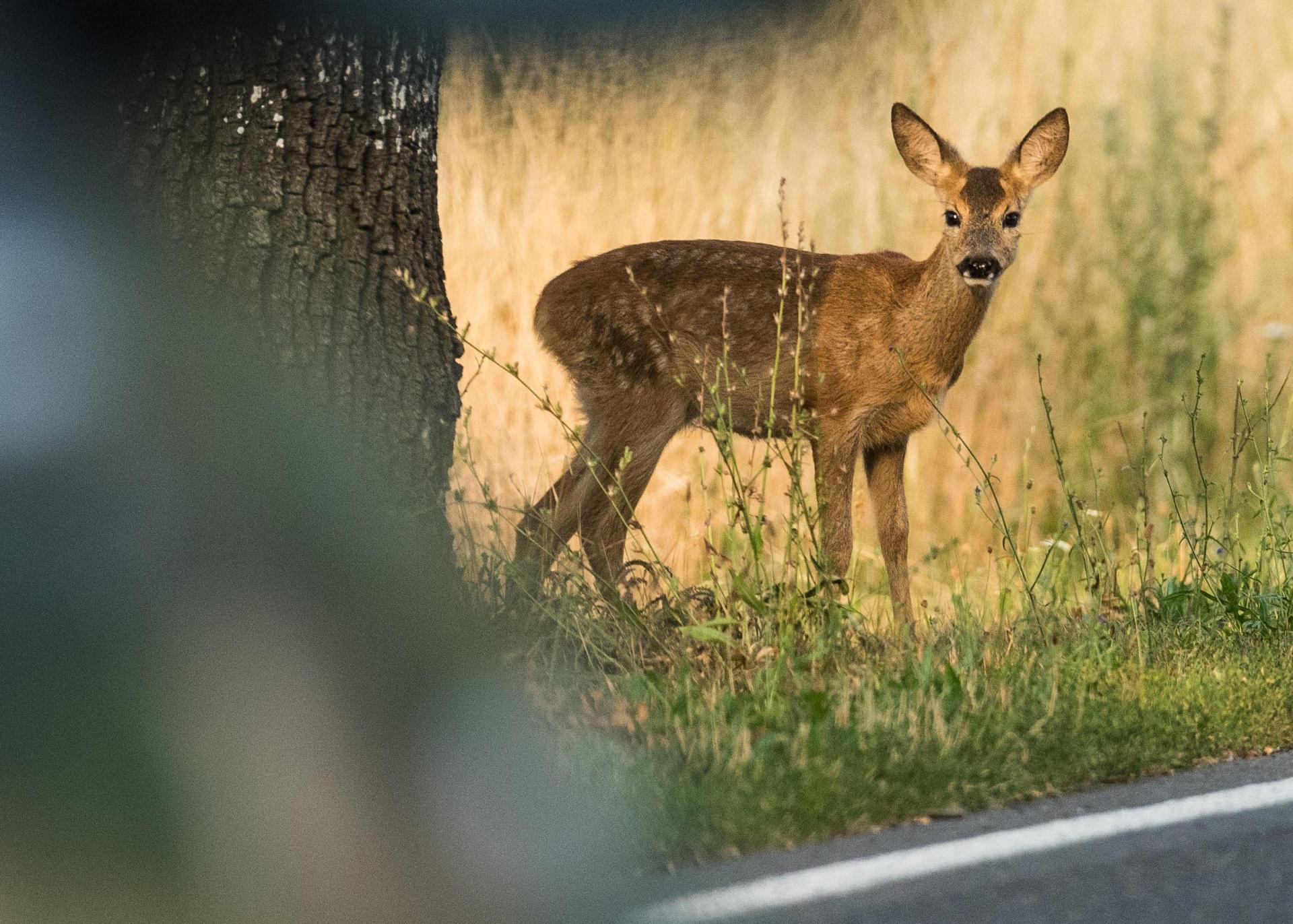 Eine Frau hat einen Wildunfall zu spät gemeldet. Nun droht ein Bußgeld.  (Bild: Patrick Pleul/dpa)