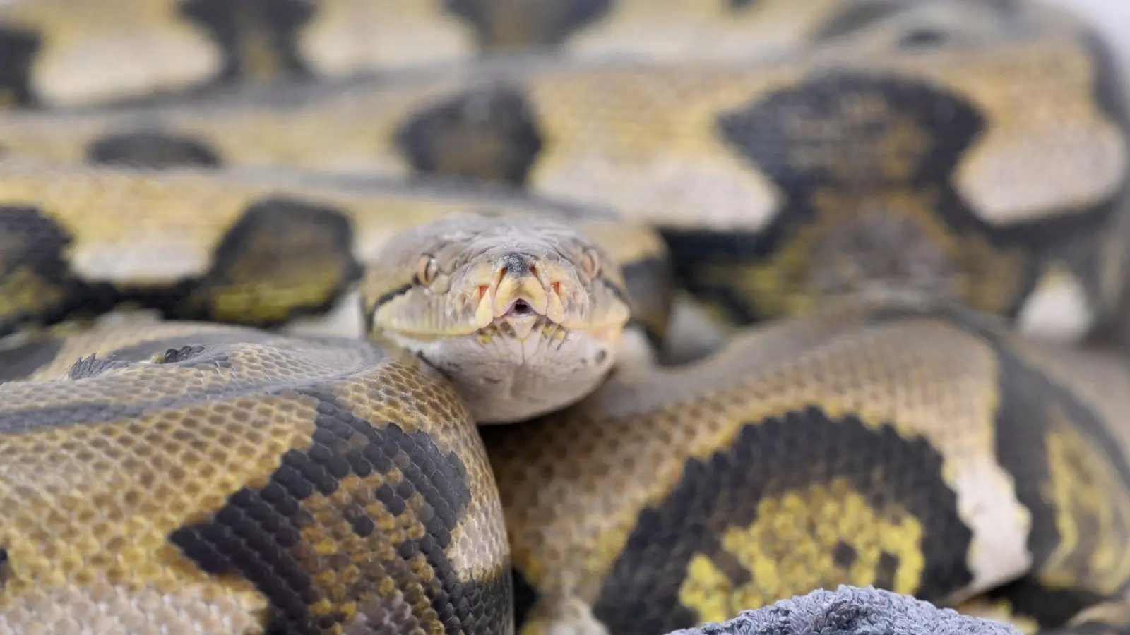 Netzpythons gehören zu den größten Schlangenarten der Welt. (Symbolbild: Felix Hörhager/dpa)