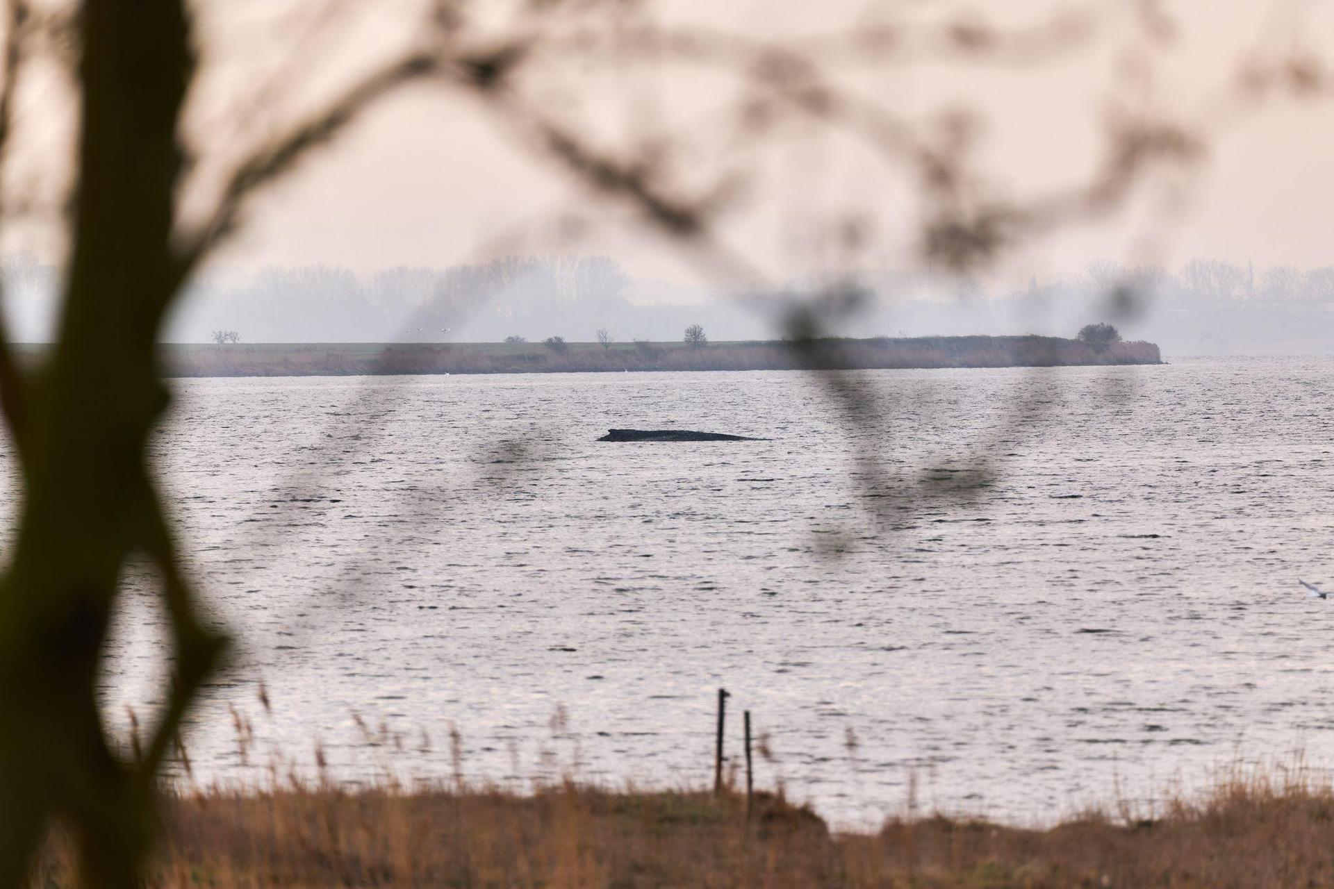 Die Wasserschutzpolizei kann keine Veränderung des Zustands des Wales beobachten (Archivbild). (Bild: Marcus Golejewski/dpa)