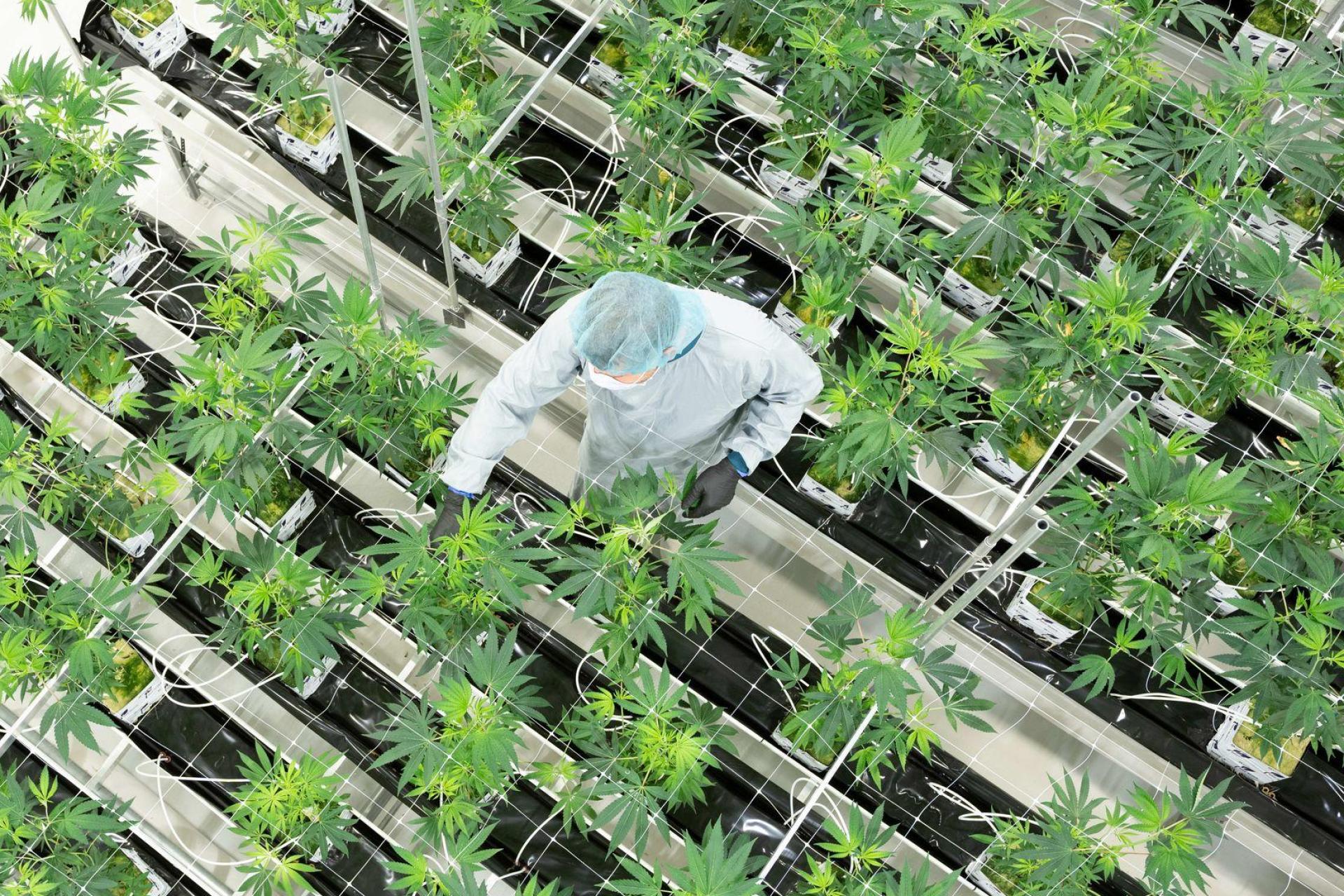 Die Nachfrage nach medizinischem Cannabis stieg zuletzt stark an.  (Bild: Sebastian Kahnert/dpa)