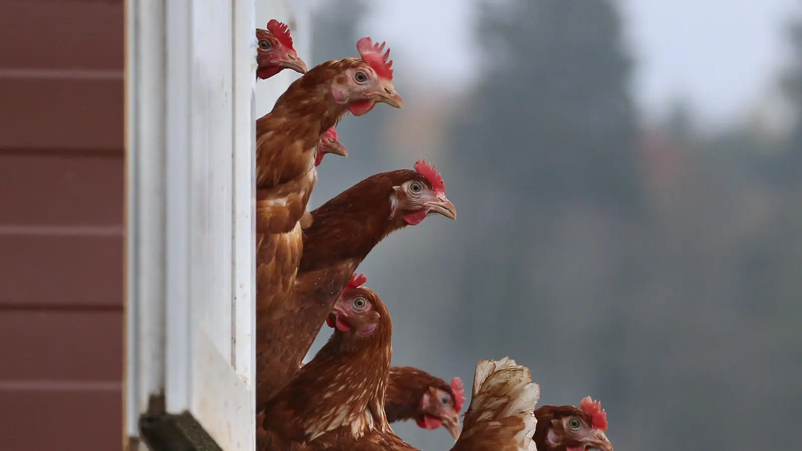 In einem Wald bei Schnaittenbach wurden drei tote Hühner gefunden. (Bild: Karl-Josef Hildenbrand/dpa )