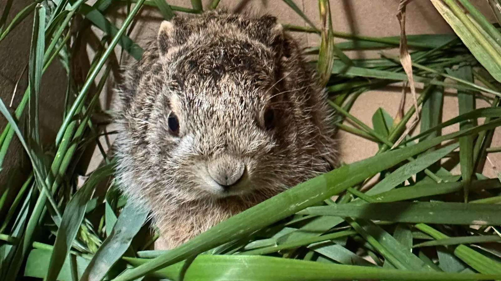 Der kleine Feldhase wird jetzt beim Tierschutzverein Städtedreieck aufgepäppelt.  (Bild: Daniel Tröger, PI Neunburg/exb)