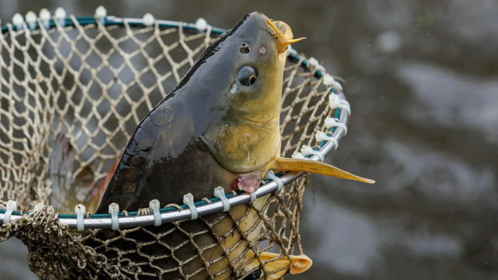 Zwischen Wohlfest und Kögl bei Fensterbach sind rund 400 Kilo Karpfen und Hechte aus einem Fischgehege gestohlen worden. Die Polizei Nabburg bittet um Hinweise.  (Symbolbild: Daniel Karmann/dpa)