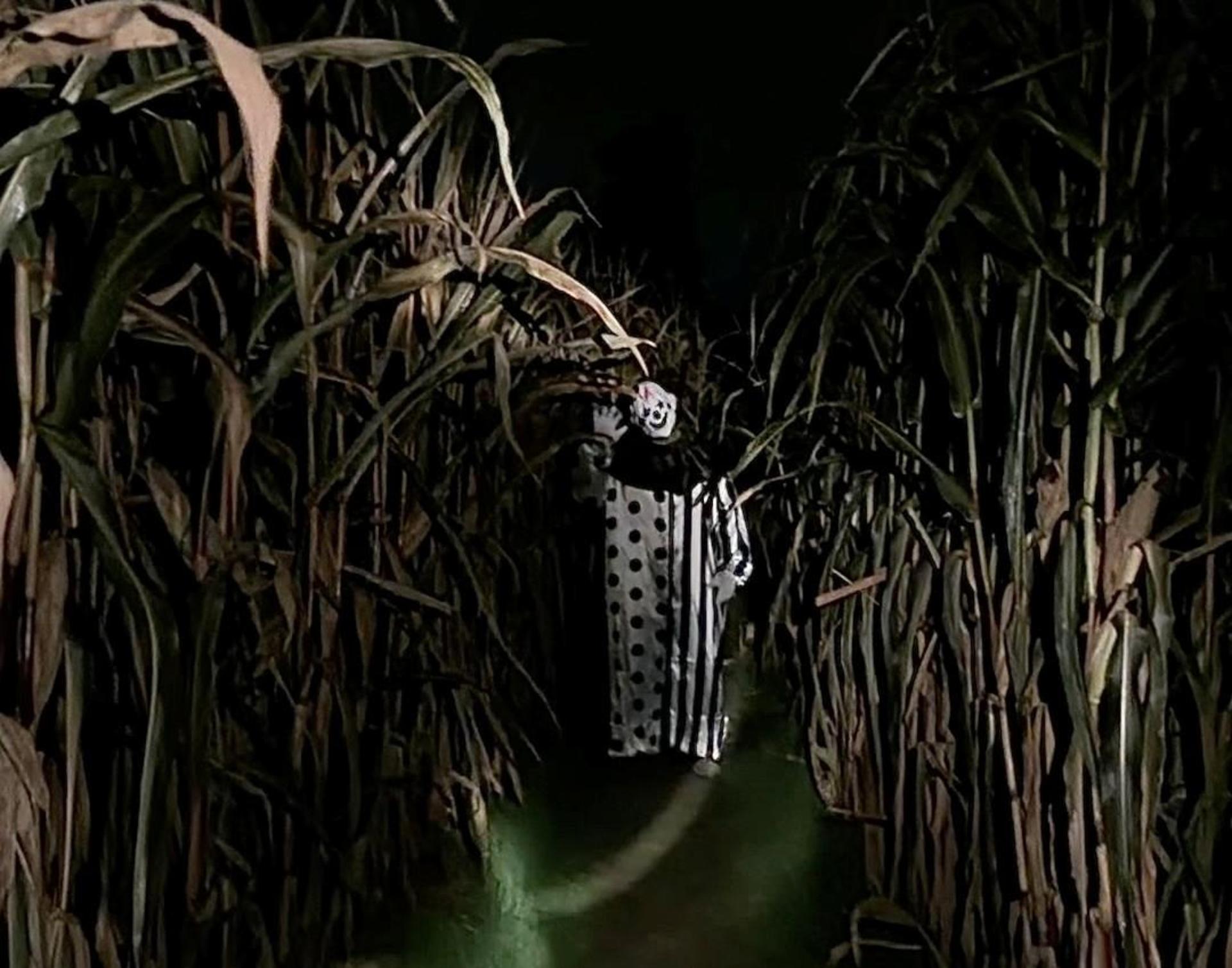 Der Gruselclown im Maisfeld: Im Maislabyrinth Auerbach probieren Landwirt Florian Haberberger und seine Live-Erschrecker schon für Halloween. (Bild: Florian Haberberger)