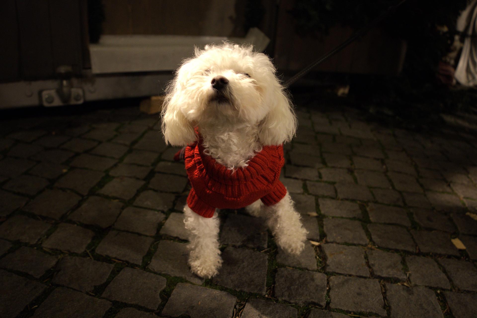 Karaoke auf dem Amberger Weihnachtsmarkt. Das sind die besten Bilder. (Bild: mni)