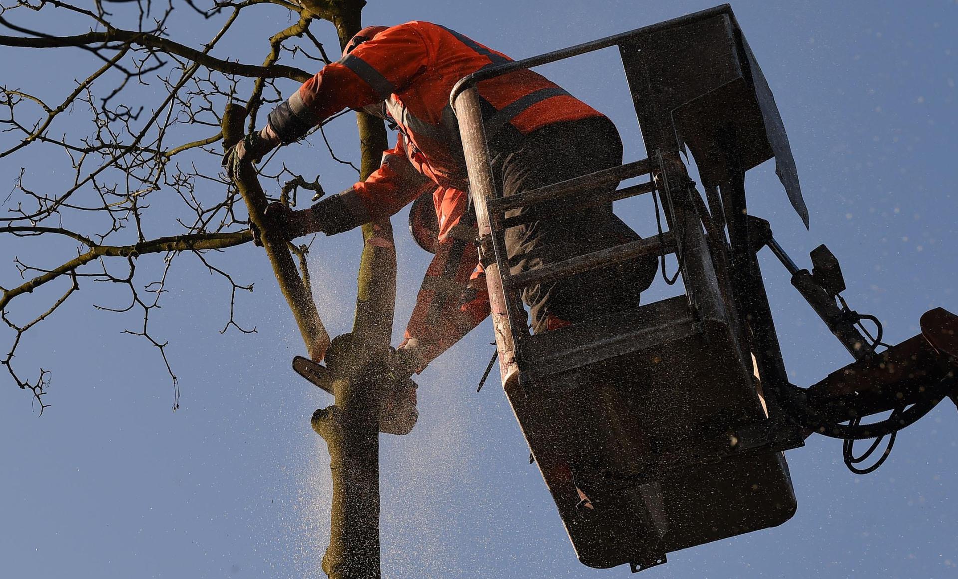Wegen Baumfällarbeiten kann es auf der Straße zwischen Krumbach und Raigering ab Montag zu Verkehrsbehinderungen kommen. (Symbolbild: Carmen Jaspersen /dpa)