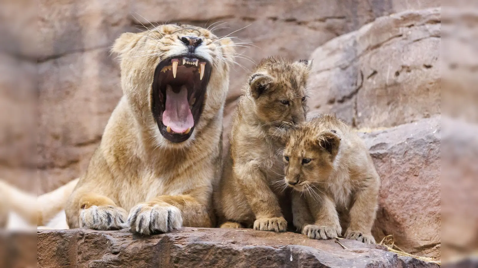Im Nürnberger Tiergarten ist ein Löwen-Baby gestorben - vermutlich wurde es von der Mutter aufgefressen.  (Archivbild: Daniel Karmann/dpa)