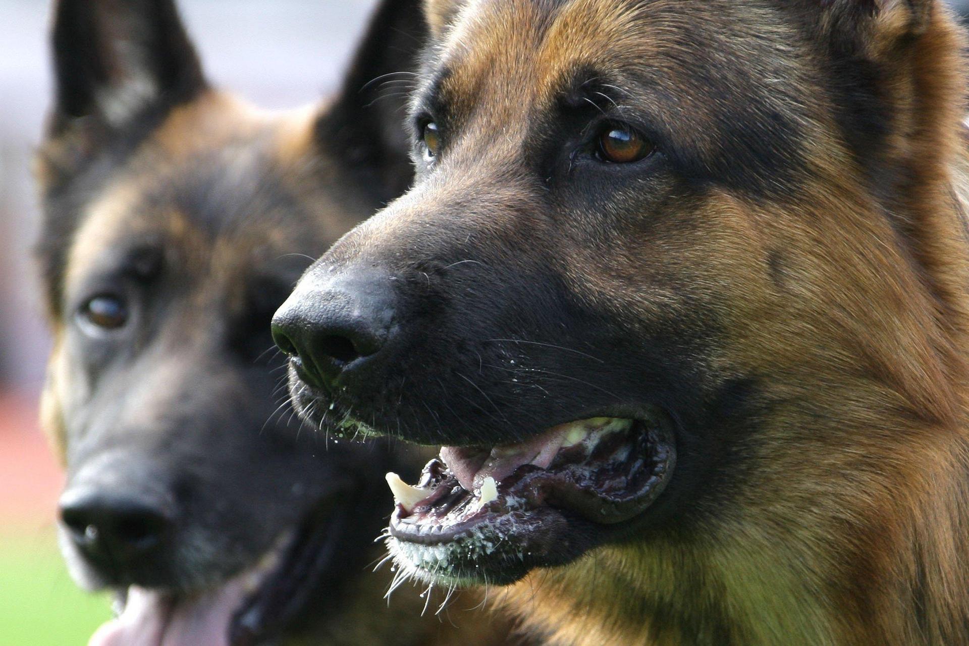 Ein Schäferhund hat in Gebenbach einen Lieferanten gebissen. Die Polizei ermittelt wegen fahrlässiger Körperverletzung. (Symbolbild: Peter Steffen /dpa)