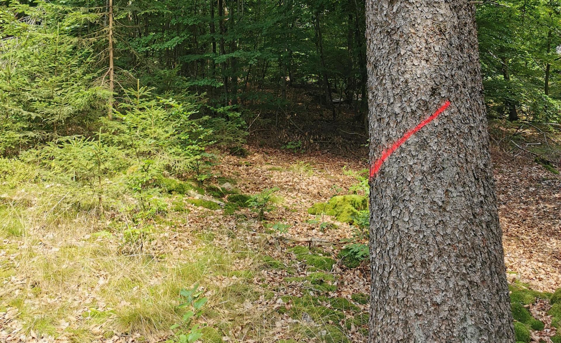 Wegen Holzerntemaßnahmen der Bayerischen Staatsforsten kommt es ab August zu Sperrungen am Johannisberg.  (Bild: Joshua Gerstenmeier/Bayerische Staatsforsten)