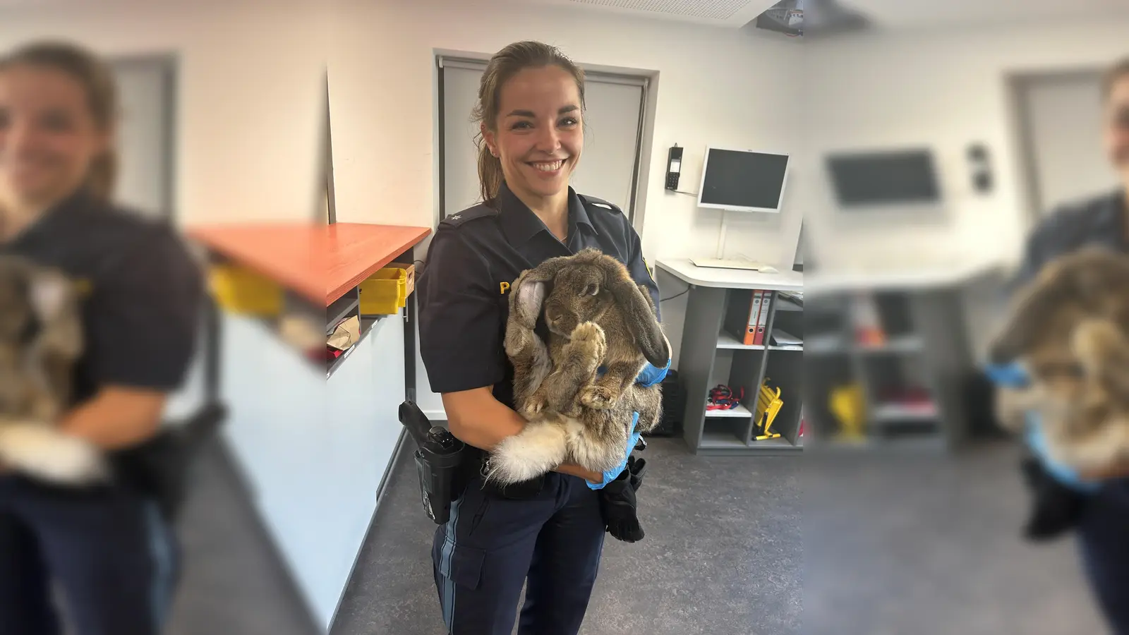 Ein herrenloses Kaninchen landet am Wochenende bei der Polizei in Schwandorf. Nun wird der Besitzer gesucht.  (Bild: PI Schwandorf, PHKin Hirmer)