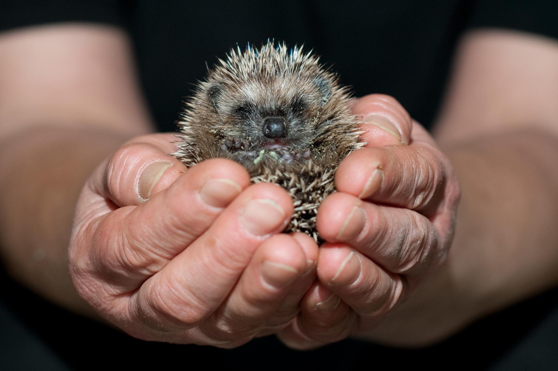 In Nabburg wurde ein Igel gerettet, der zunächst für eine Ratte gehalten wurde. Das Tier war krank und wurde dem Tierheim übergeben. (Symbolbild: Klaus-Dietmar Gabbert)